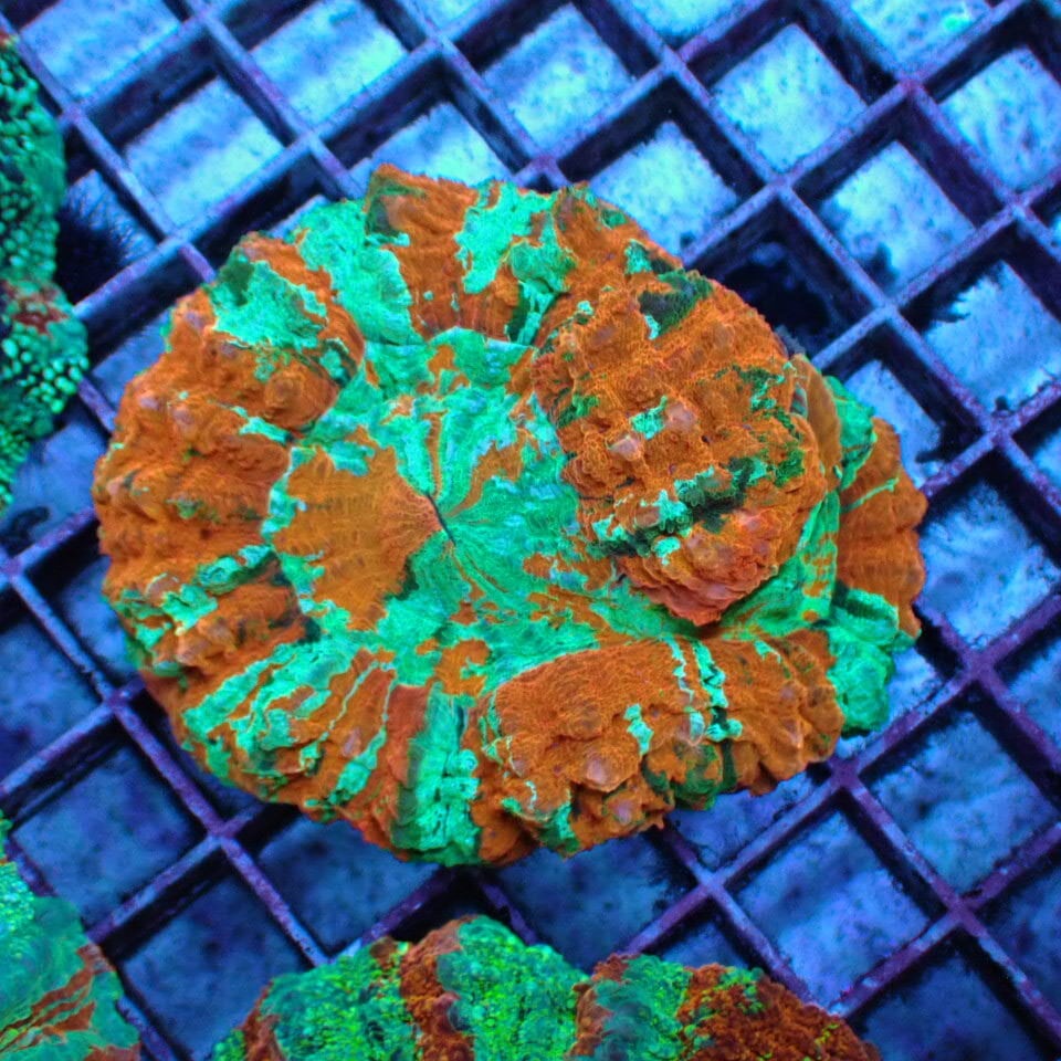 アザミハナガタサンゴ | HOUSE REEF(ハウスリーフ)サンゴ・海水魚