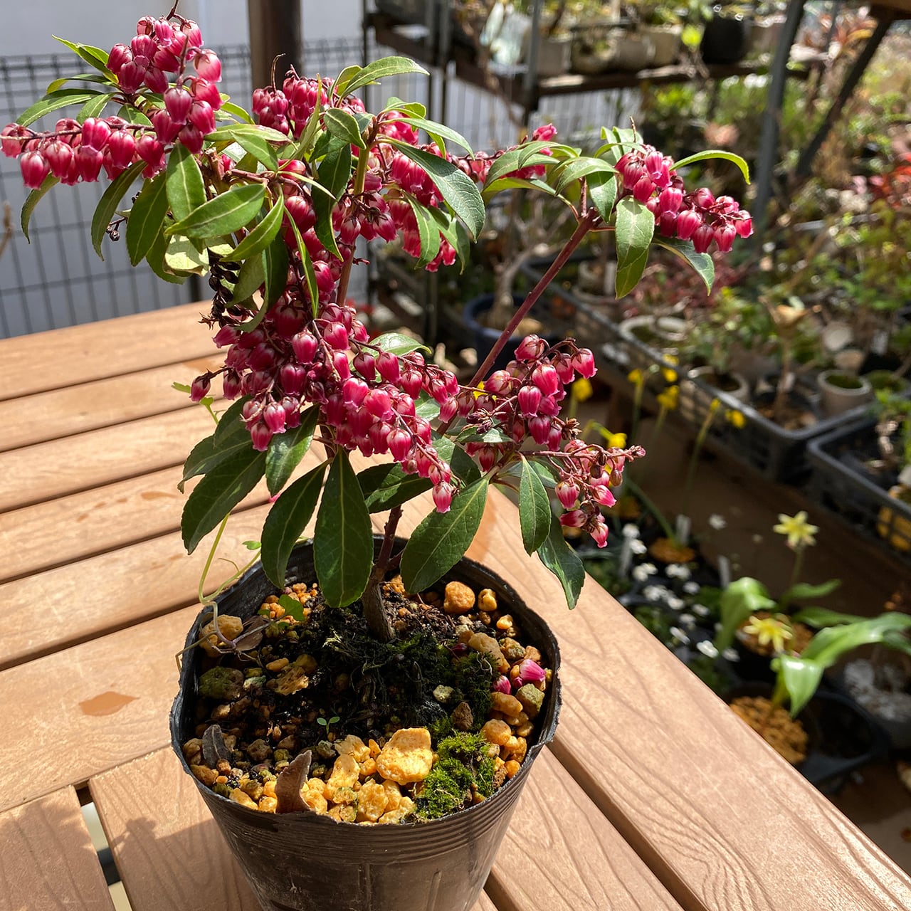 馬酔木(アセビ)赤:品種パッション | BOTANY HOUSE