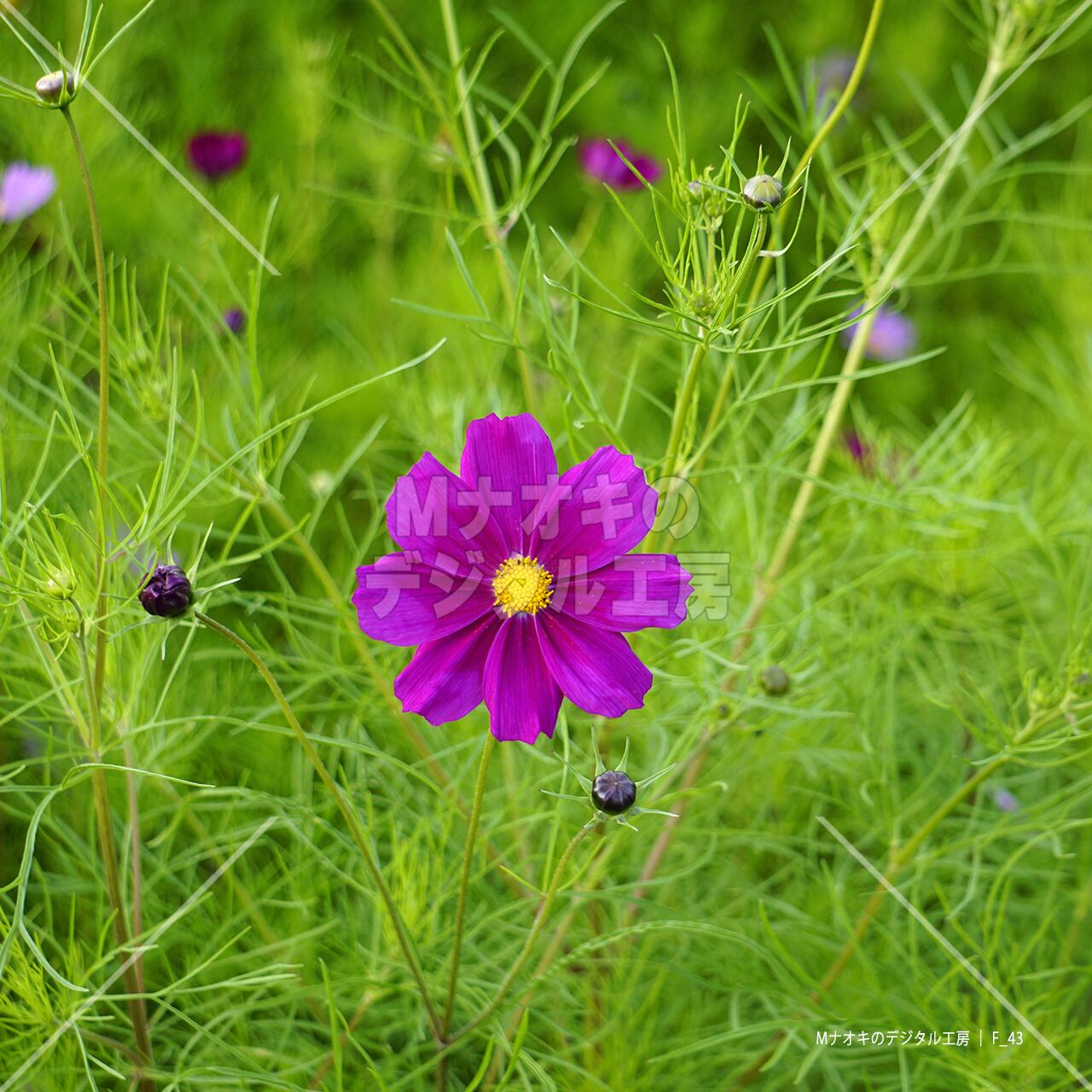コスモスの花びらと蕾 【F_43】　Cosmos petals and buds