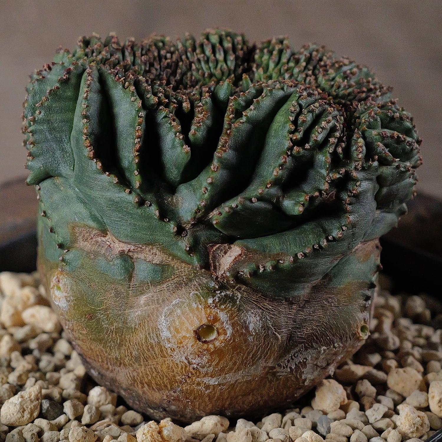 メス株【厳選株】円扇綴化 & 石化 捻じれ オベサ / ユーフォルビア