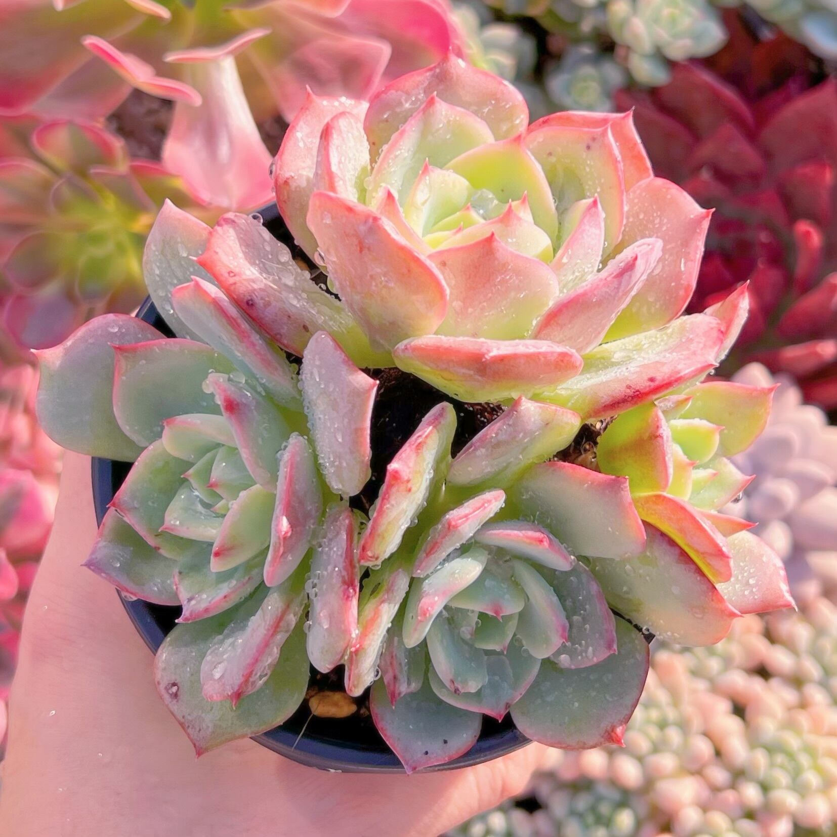 現品　香妃#1125   古株　特大　るる農園