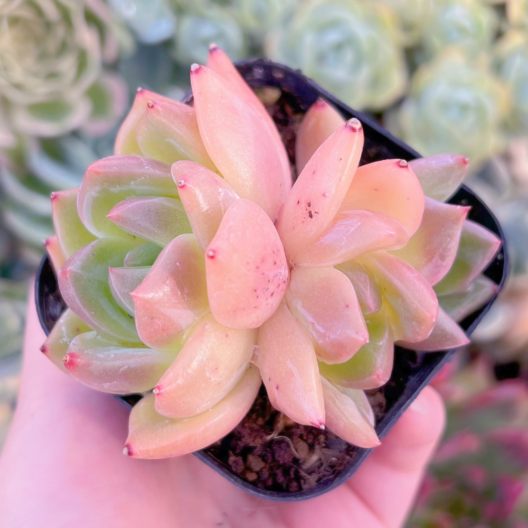 現品　夏落#F012　るる農園