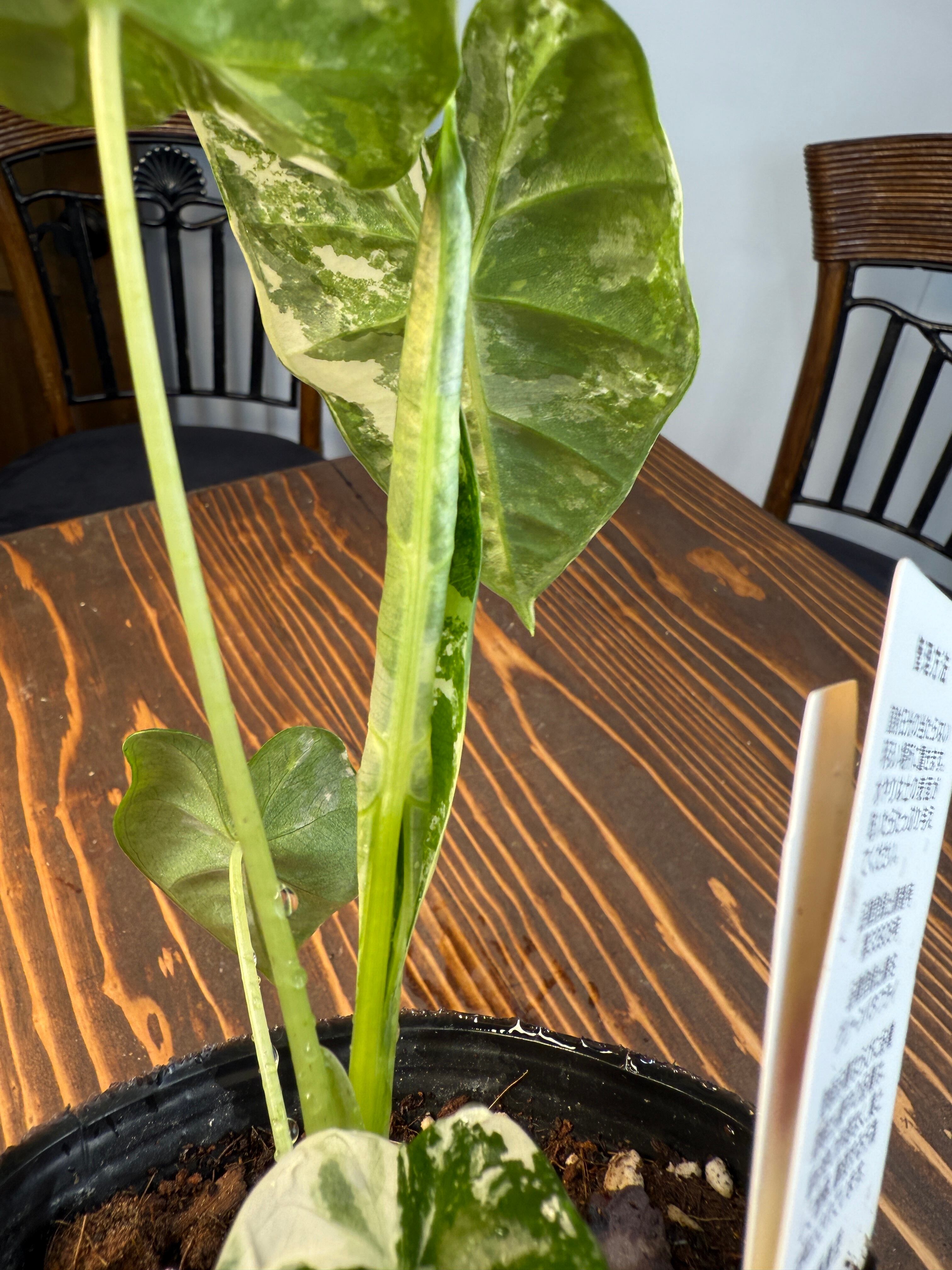 ☆1633【超レア 極み】アロカシア グリーンベルベット