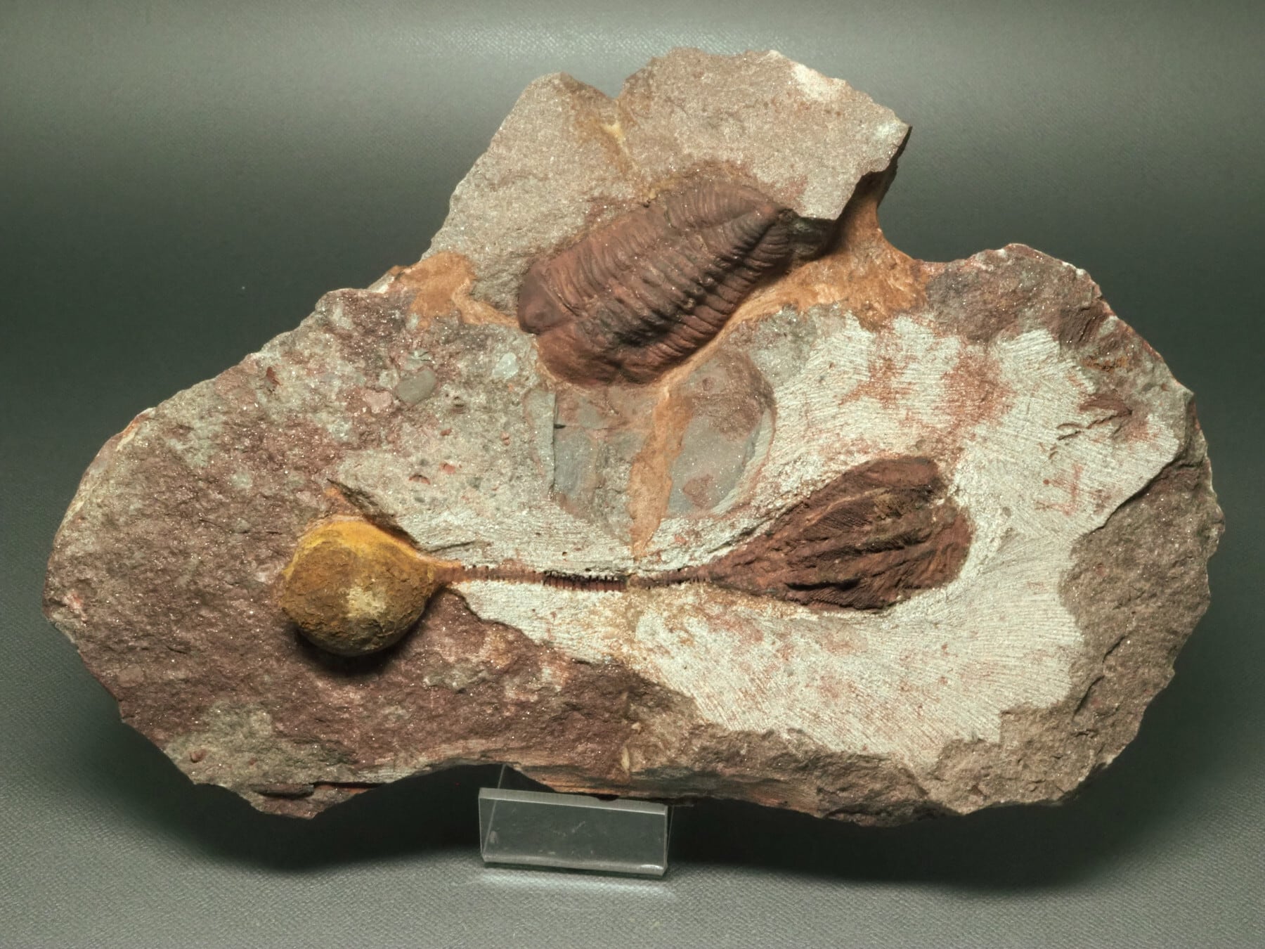 三葉虫付き！超極上！棘皮動物の化石【Dendrocystites sp.】【2215g