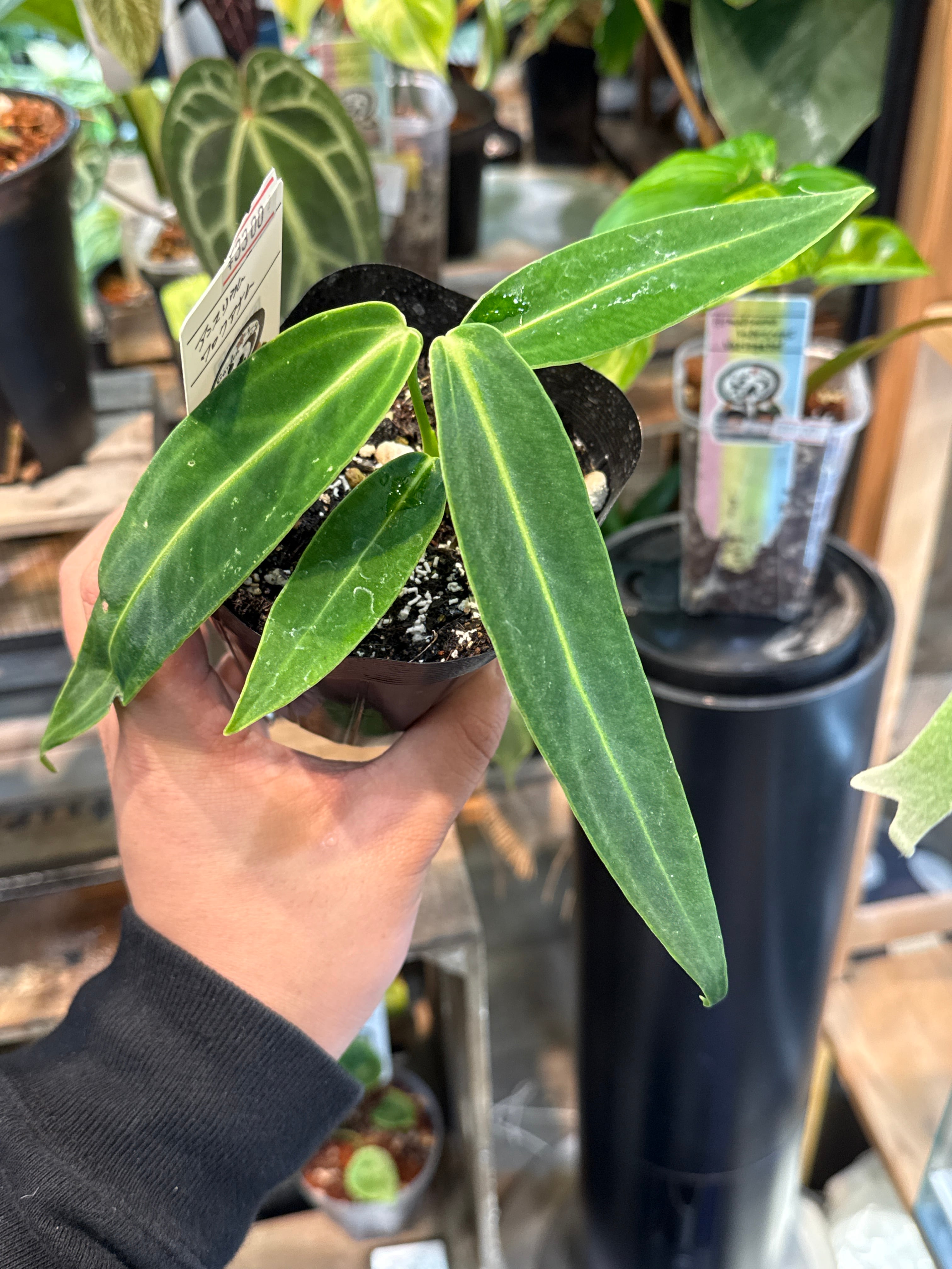 アンスリウム ワロクアーナム | Gardenえん 【観葉熱帯植物】