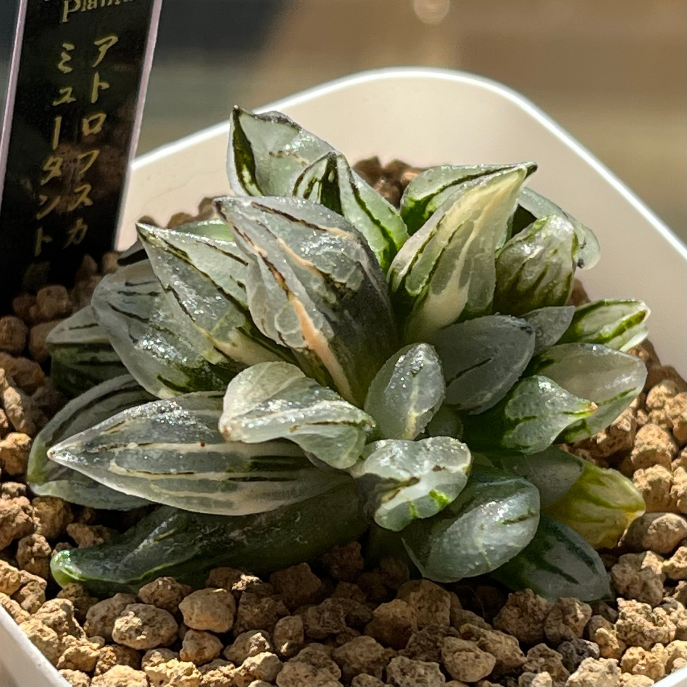 88a 多肉植物 ハオルチア パントラピクタ錦糊斑 自家繁殖 鉢植え発送