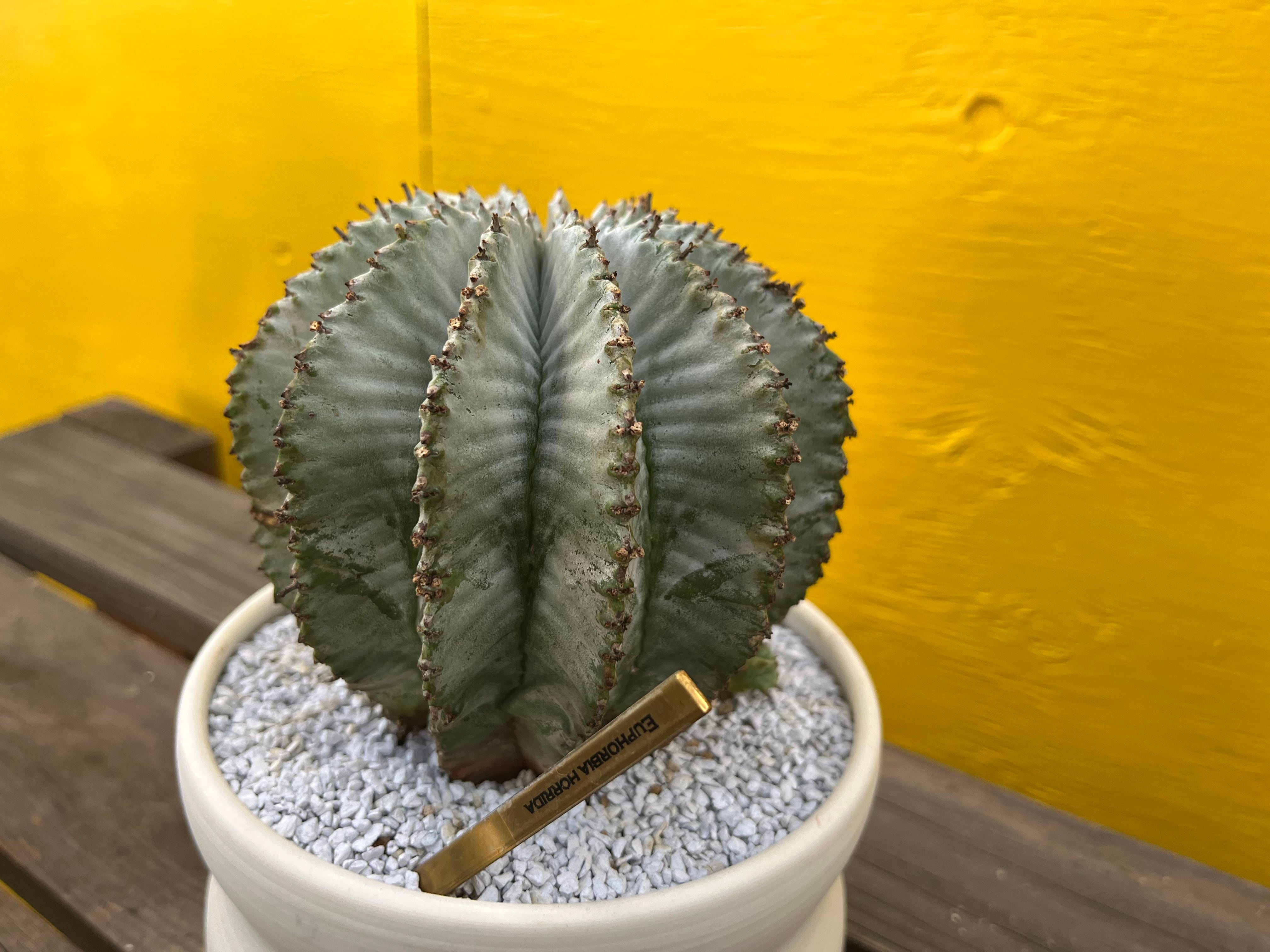白衣タイプ ユーフォルビアホリダ白虎②カキコ Euphorbia horrida ①