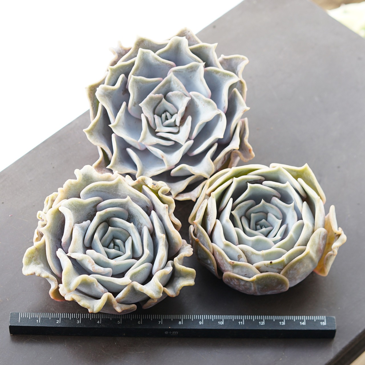 カット苗 ルシラ Echeveria 'Lucila'