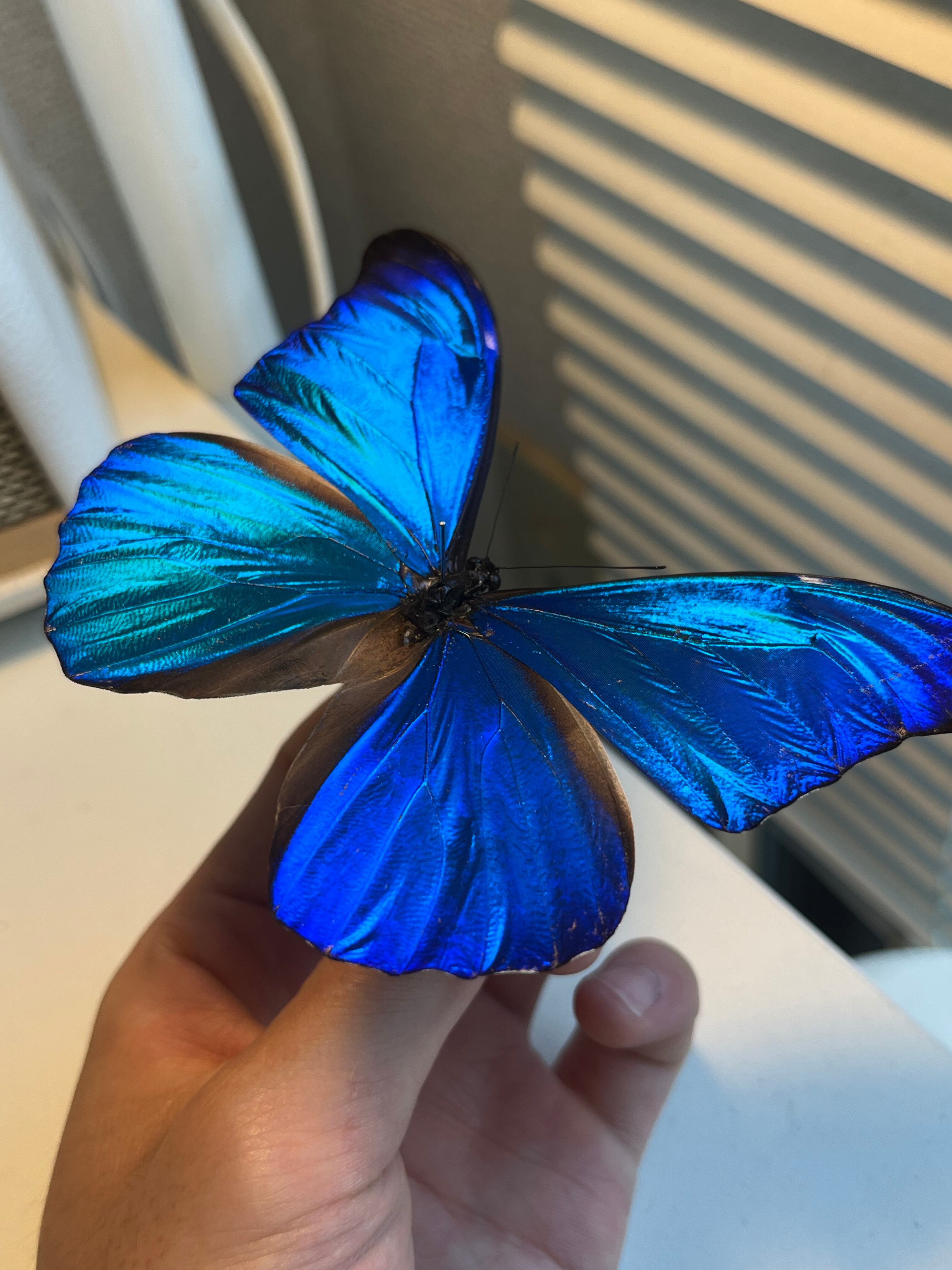 極美個体】レテノールモルフォ蝶 蛾ピカソモスモルフォチョウMorpho