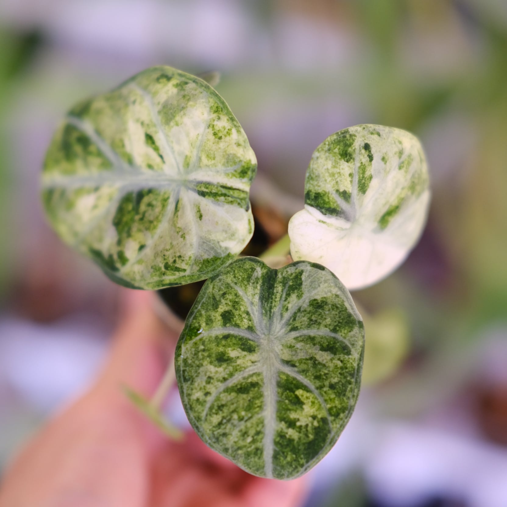 『SALE』Alocasia Ninja Tricolor (TC) 【8-16 Alocasia Ninja Tricolor│アロカシア ニンジャ 斑入②│観葉植物