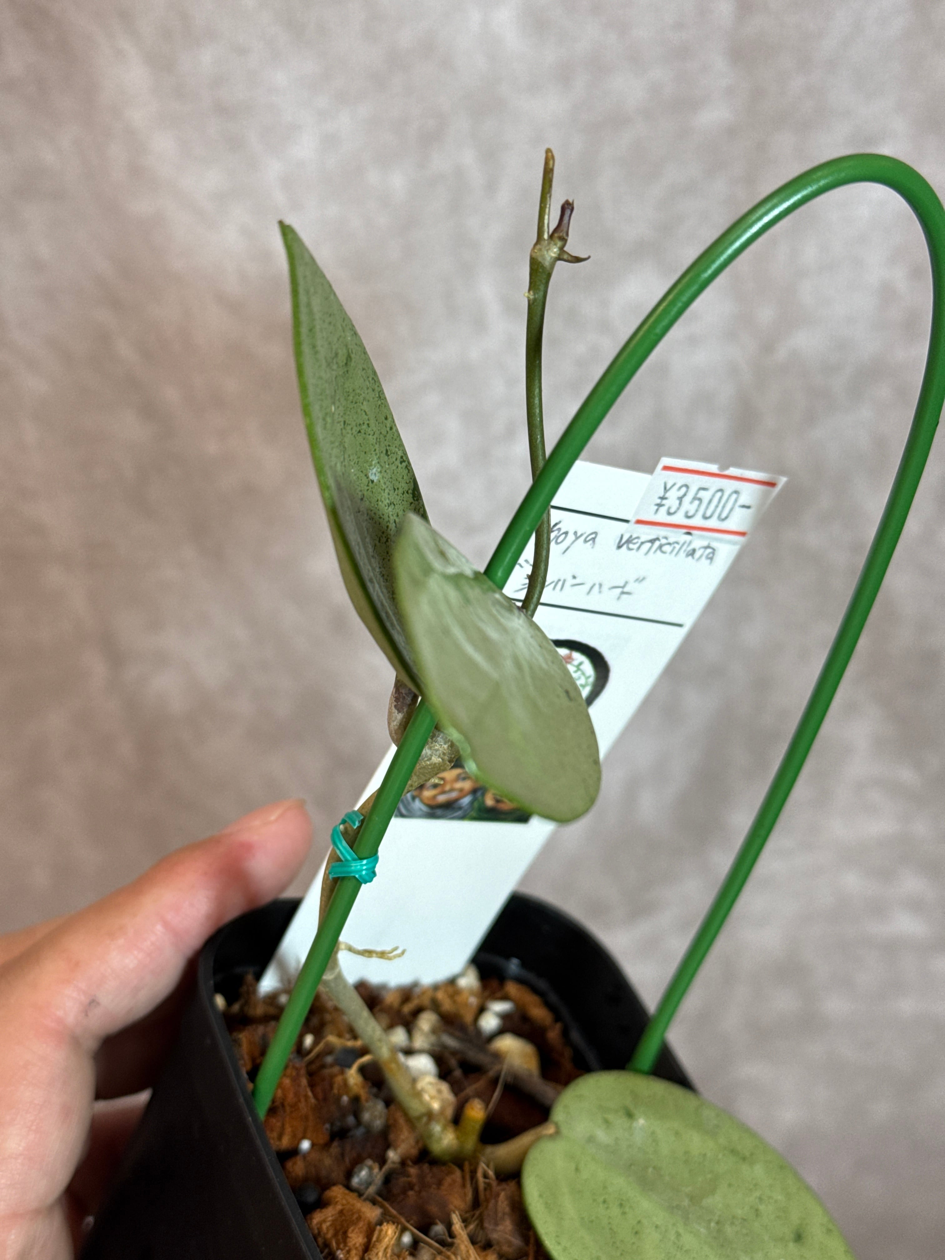 Hoya verticillata 'silver heart' ヴェルティシアラータ シルバー