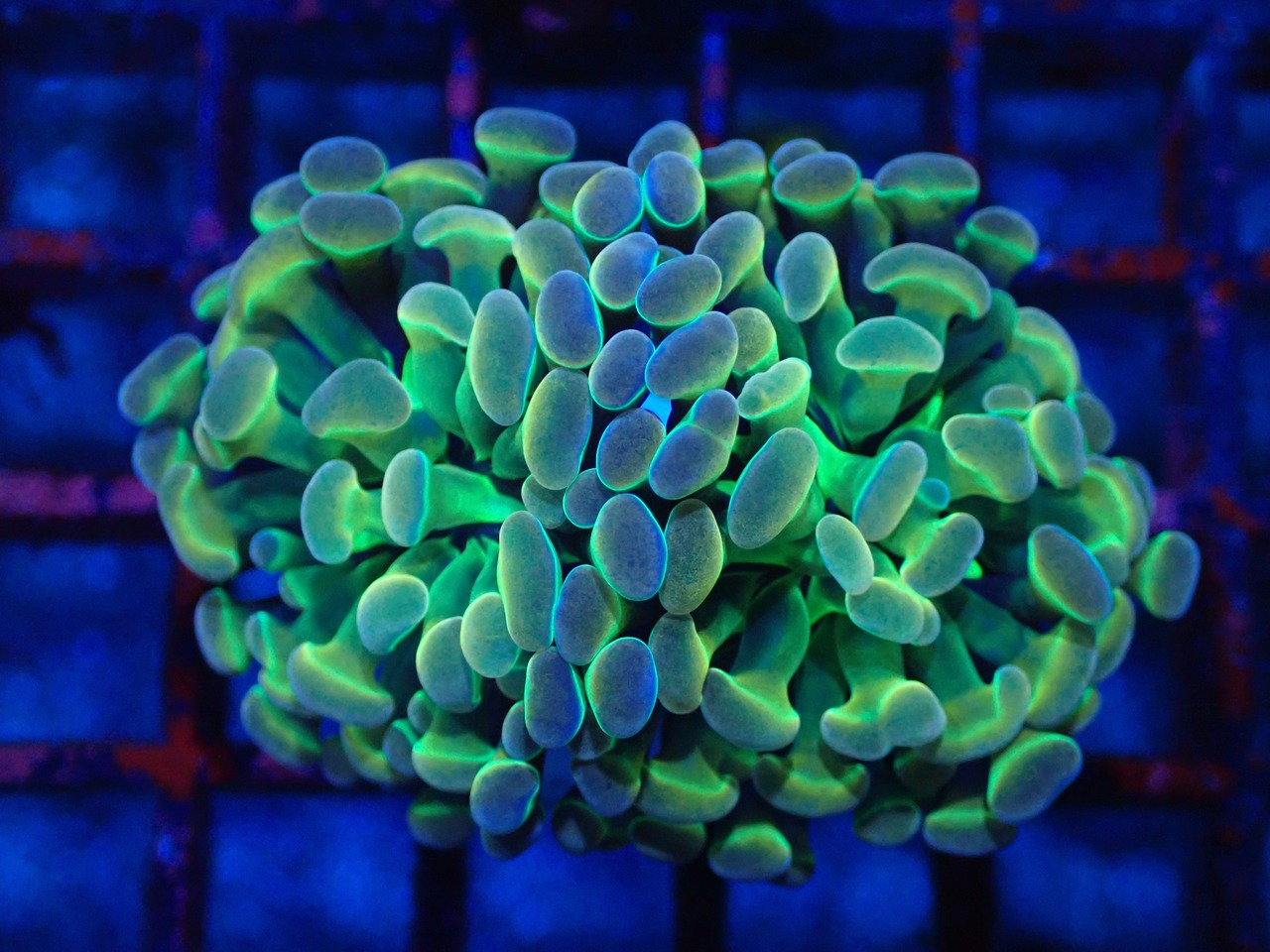 【一ヶ月熟成】ParaAncoraHologram PremiumGold 1