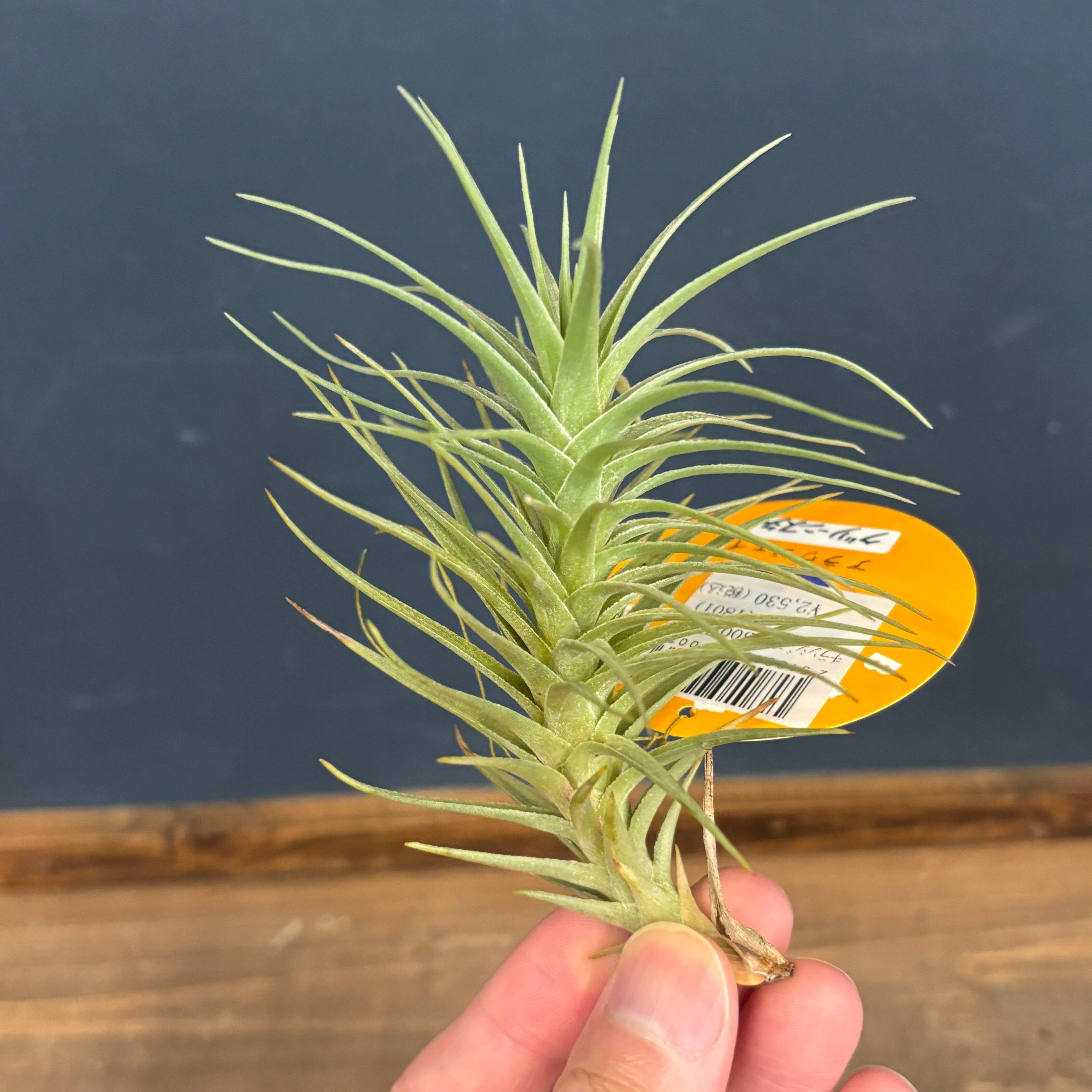 チランジア アラウジェイ グリーンスター【570】