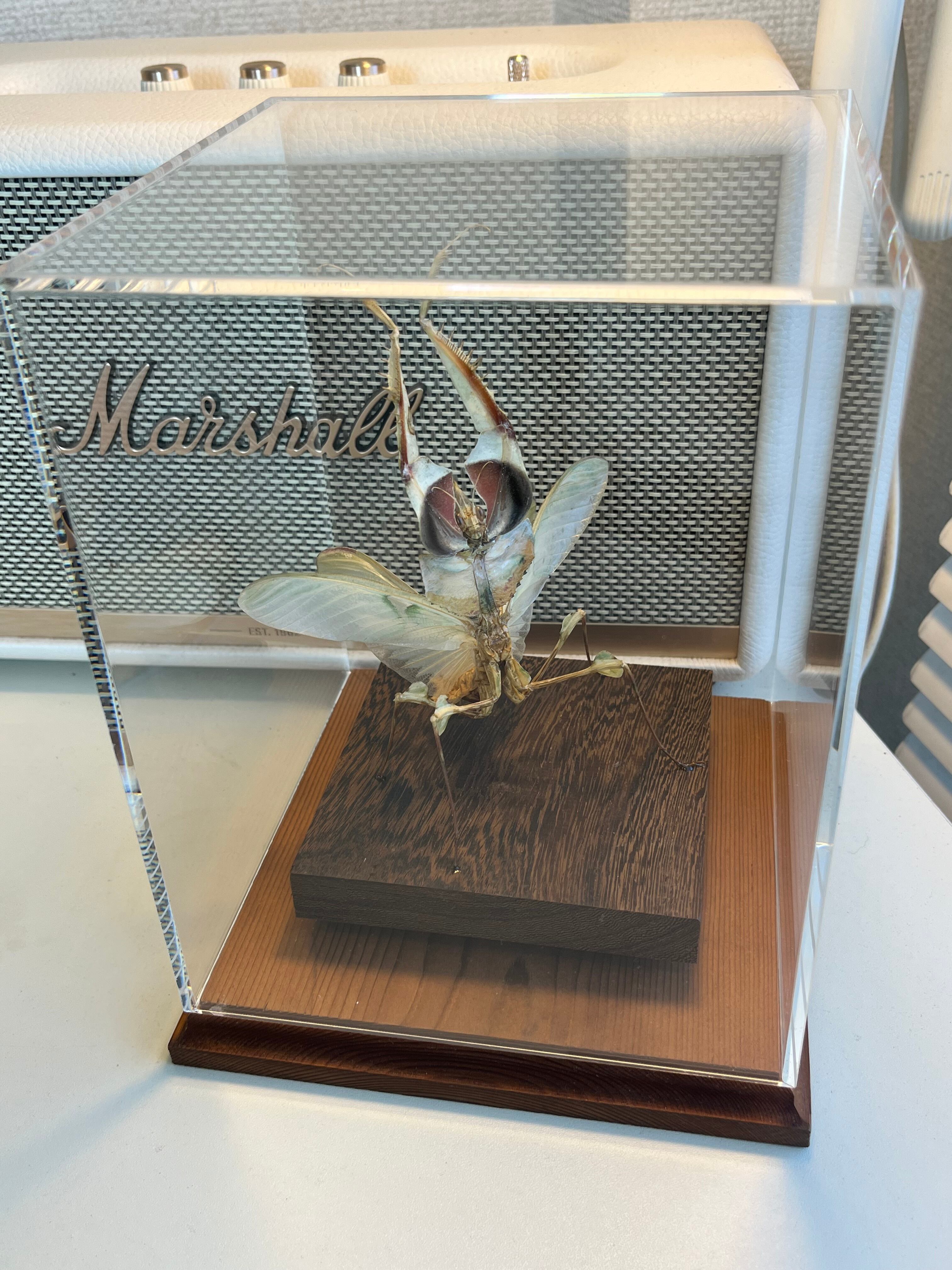 蟷螂傑作】ニセハナマオウカマキリ マンティスタランチュラムカデ