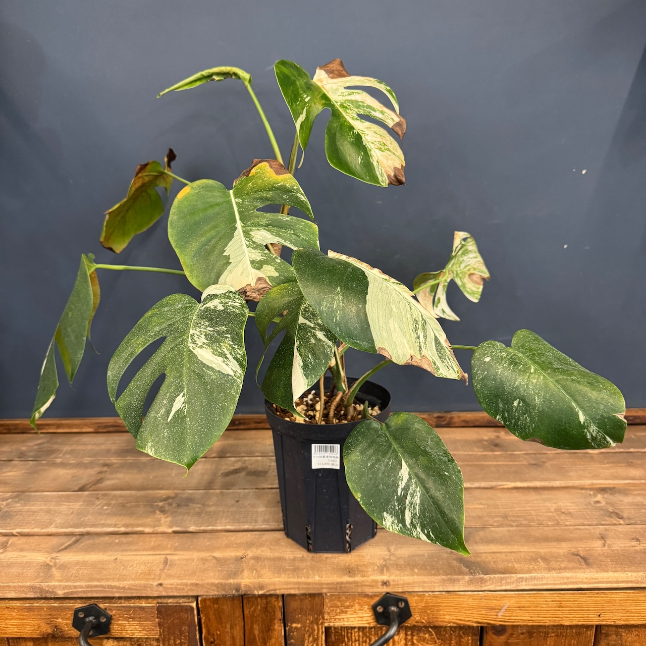 【クリアランス】モンステラ ホワイトタイガー (ボルシギアナ)【836】