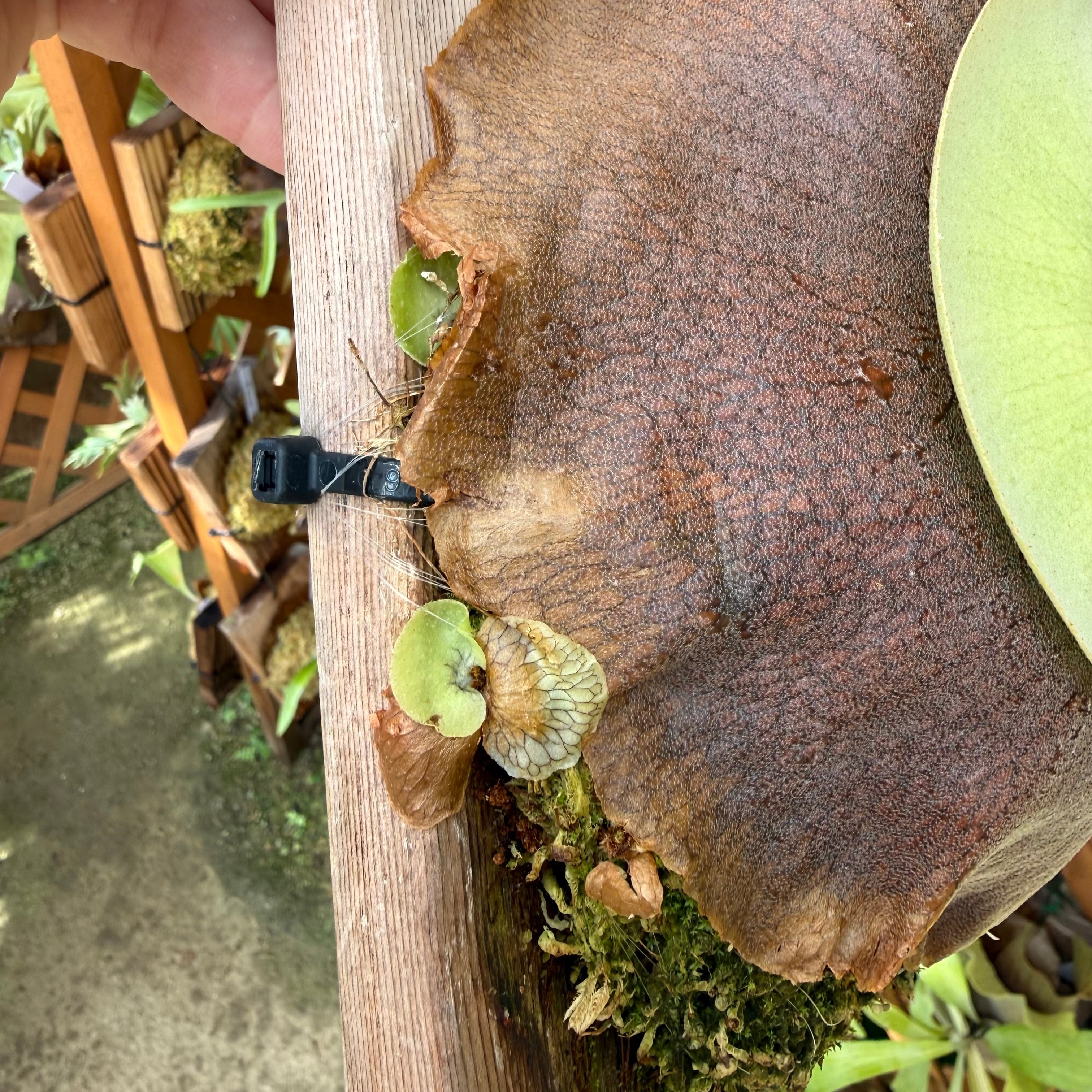 P. hillii Bangpung (pup) | naturefix