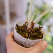 【斑入り】アロカシア ブラックベルベット⑦ / Alocasia reginula 'Variegated'│観葉植物