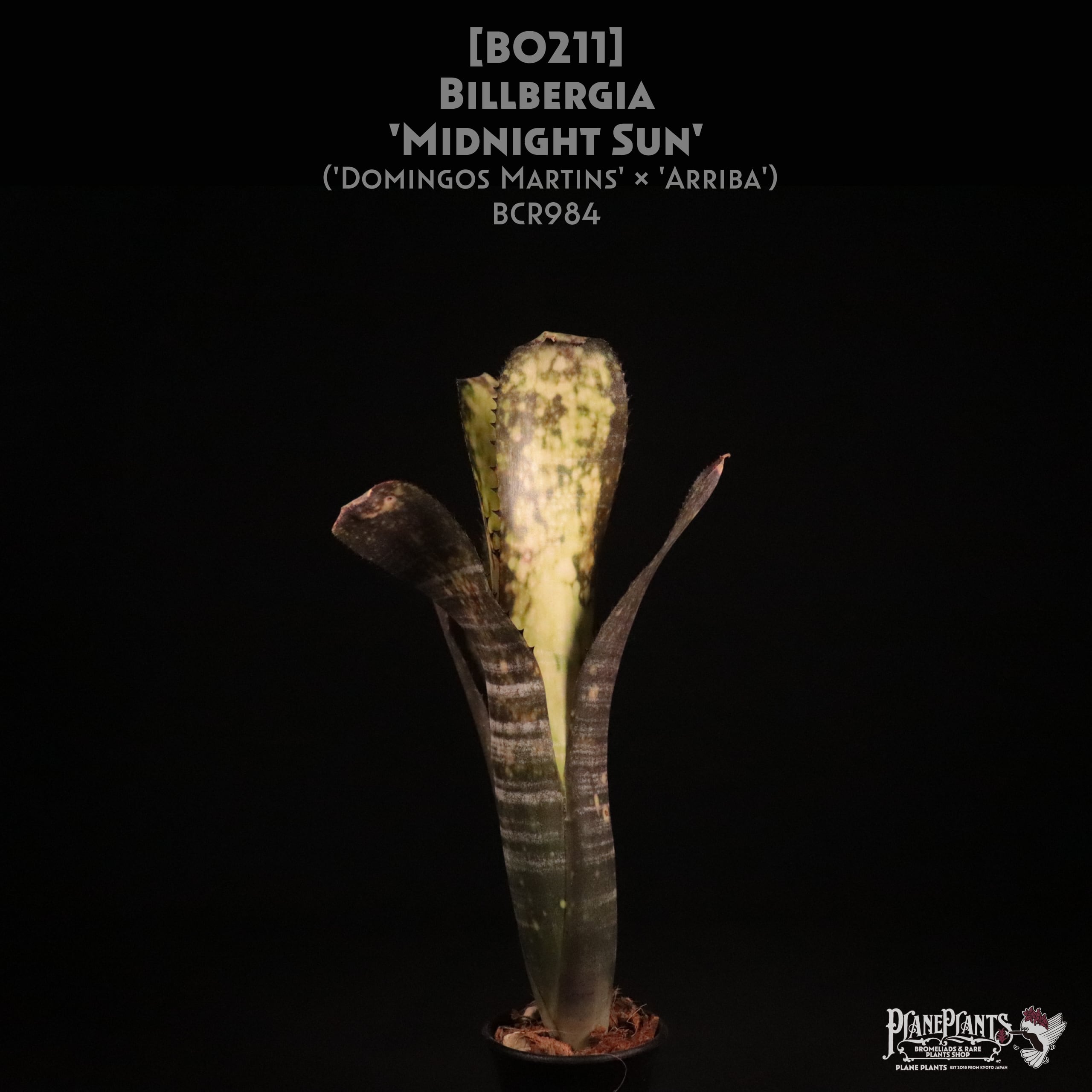 Billbergia 'MERRIE MONARCH' ビルベルギア・メリー モナーク Billbergia 'MERRIE MONARCH' ビルベルギア・メリー モナーク