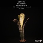 【送料無料】Billbergia 'Midnight Sun'〔ビルベルギア〕現品発送B0211