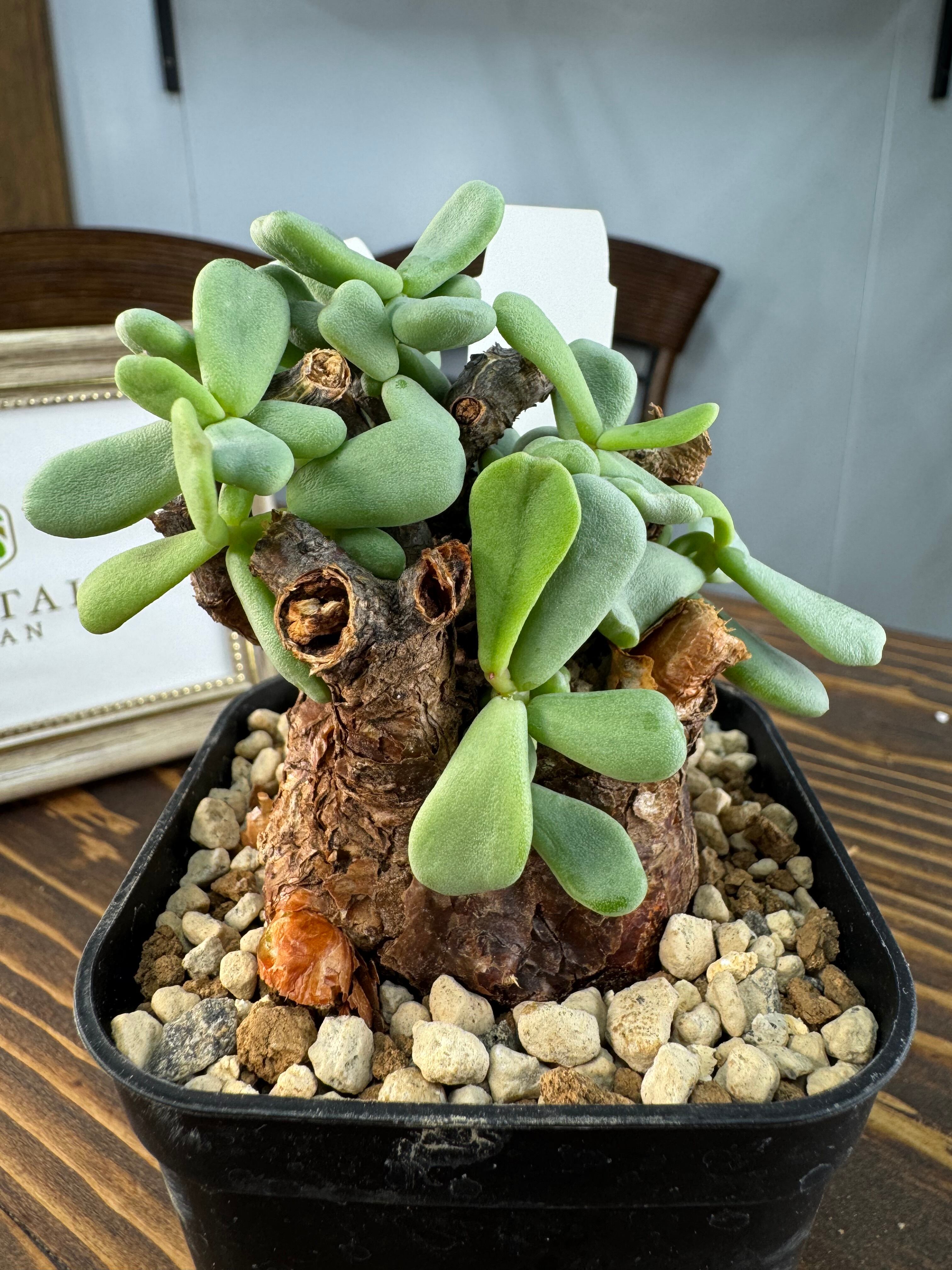 アガベ　魔丸　陶器鉢ごとの出品です。 アガベ 魔丸 陶器鉢ごとの出品です。