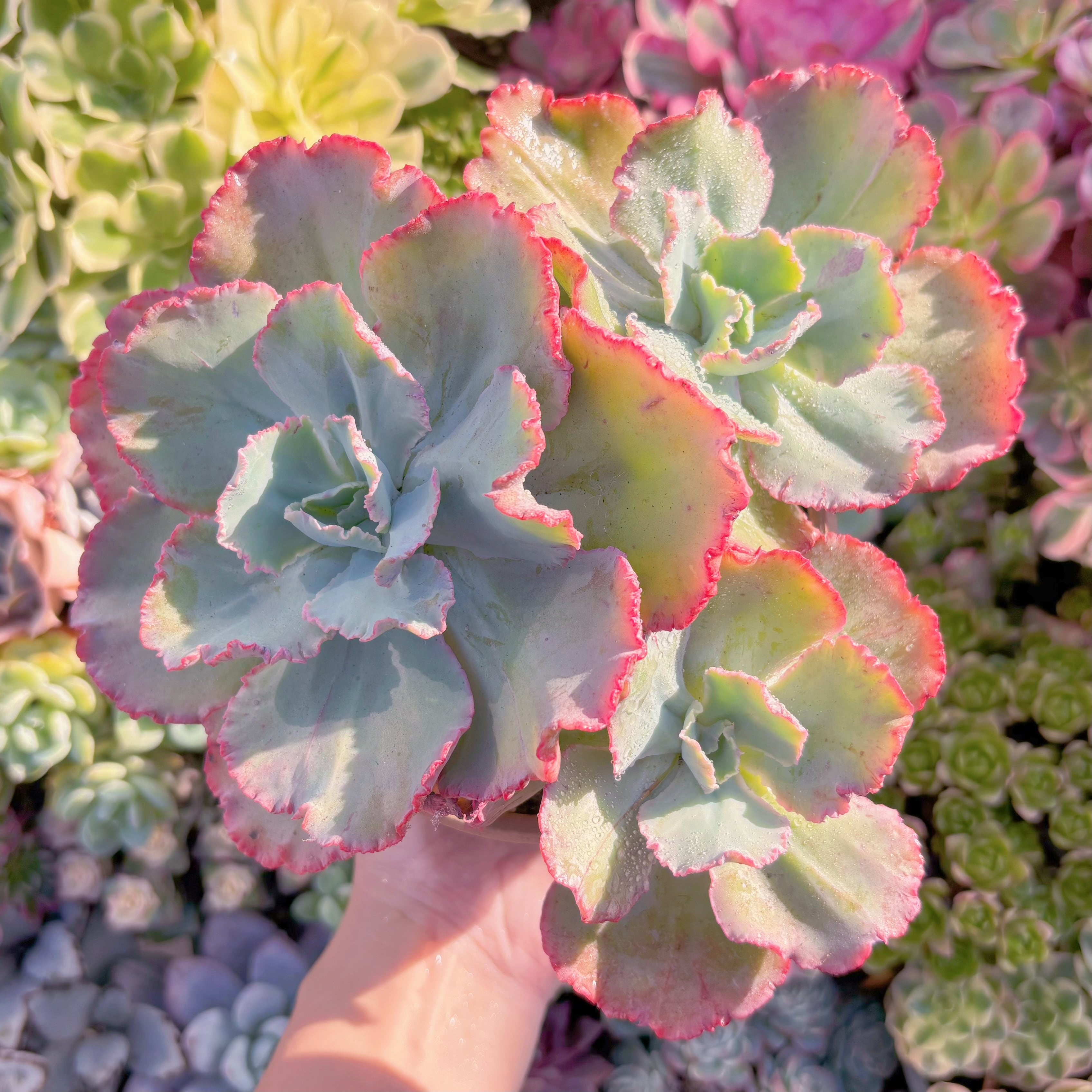 現品　火山女神#K047　特大群生　るる農園