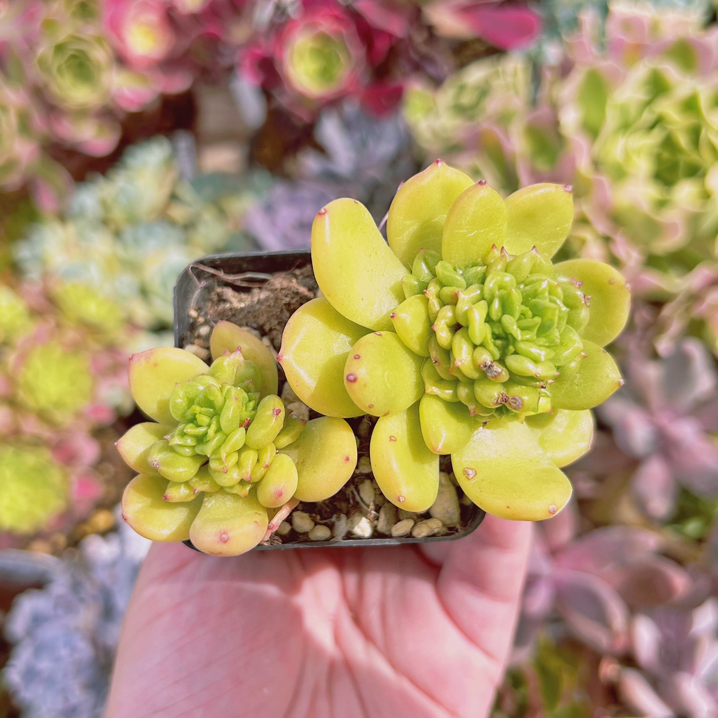 現物　多肉植物    林檎花　抜き苗