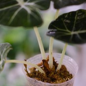 【斑入り】アロカシア ブラックベルベット / Alocasia reginula 'Variegated'