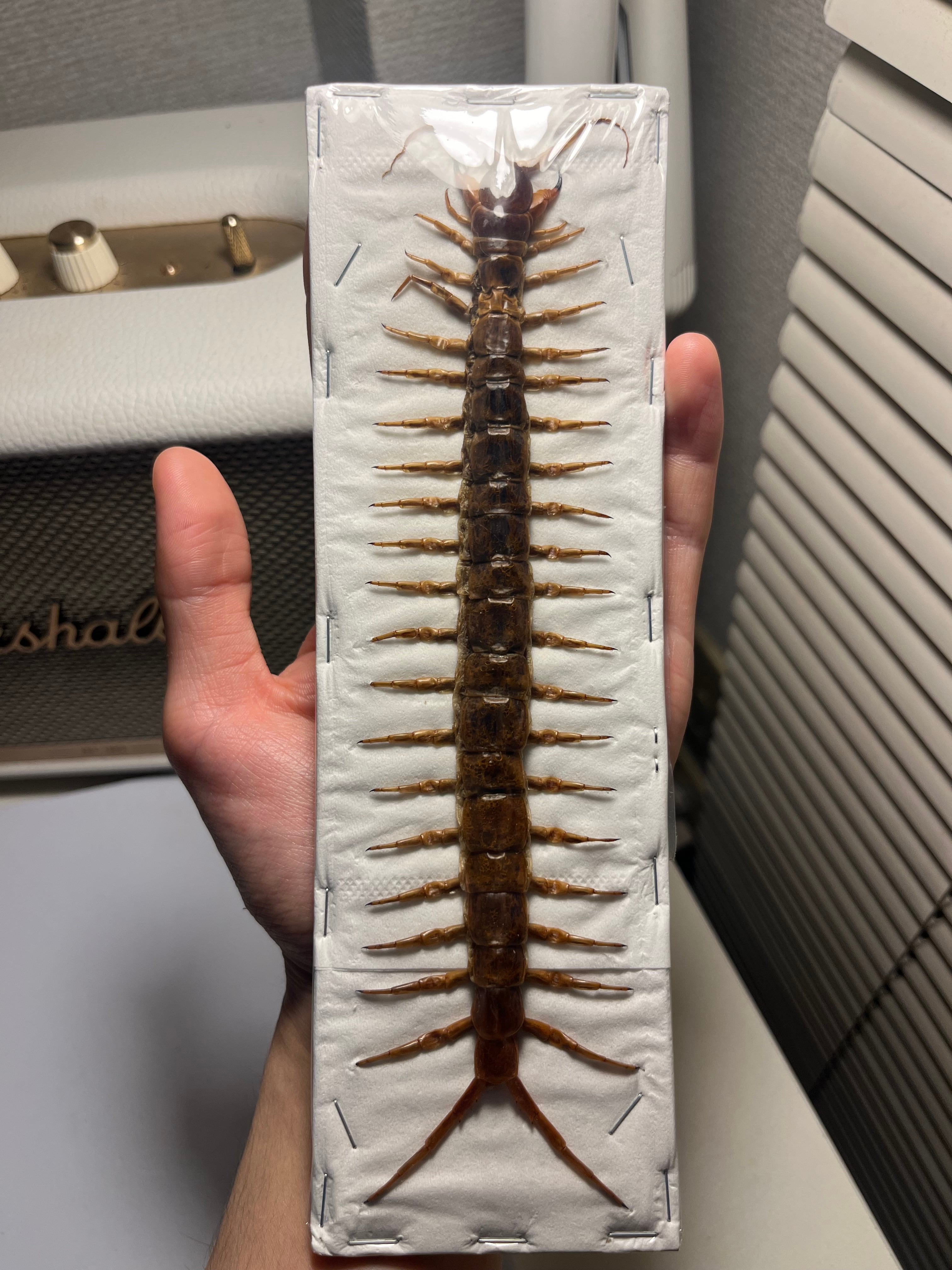 標本】カニムシ オオキバウスバカミキリ テナガカミキリ 昆虫標本