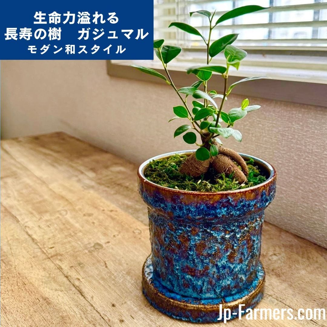 苗販売】幸福をもたらす精霊が住む木 ガジュマル苗 1株 | 新鮮お花問屋