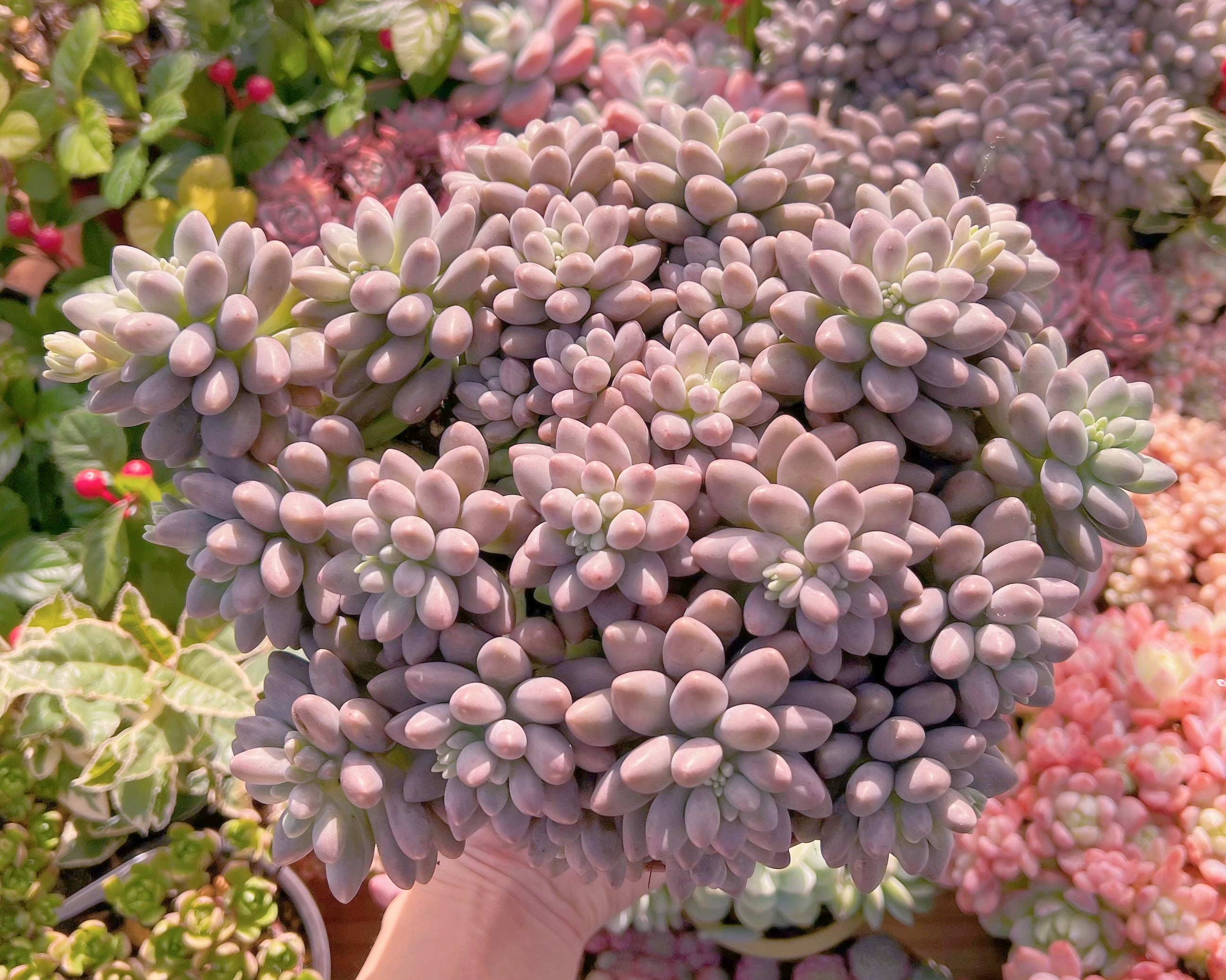 現品　エクスパトリマータxクレムネリア#A64   特特大群生20cm以上　るる農園