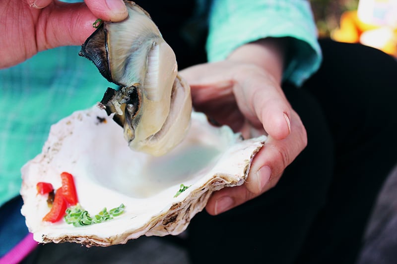 青海島特産の新鮮「岩がき」約3kg | 青海島特産岩がき せむら牡蠣
