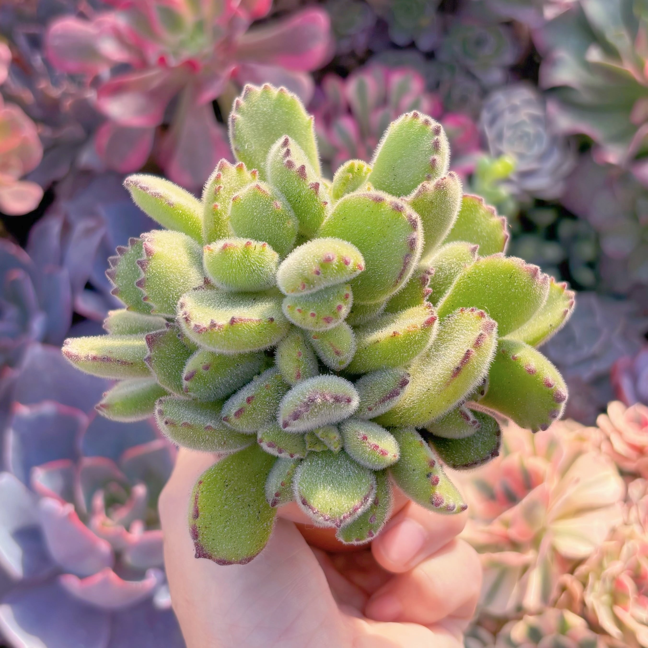 多肉植物　熊童子　新入荷　るる農園