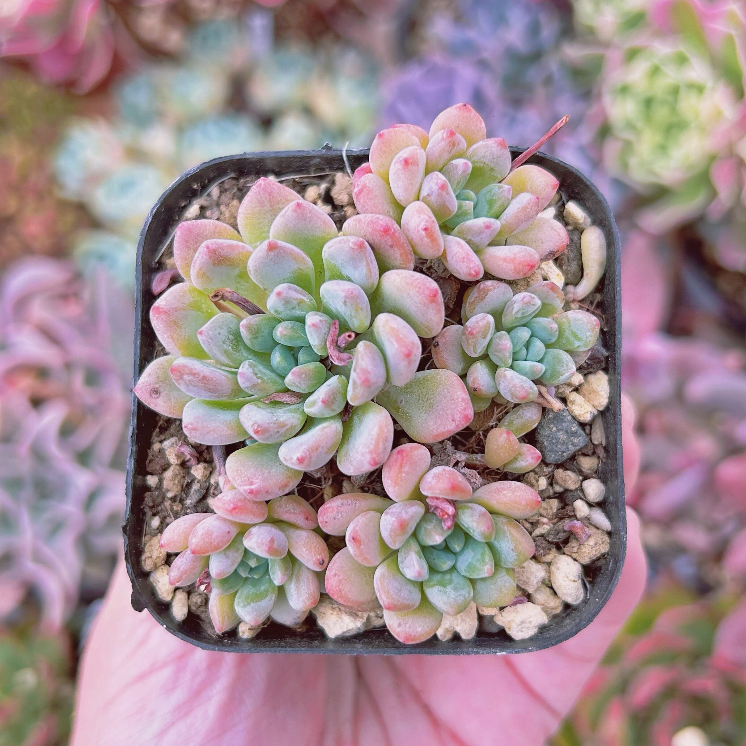 #2023現物　多肉植物　ブルーグロブローサ　抜き苗