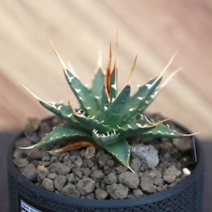 Agave utahensis eborispina アガベ エボリスピナ（実生3年） / 中株(3.5号鉢)/Lot.002