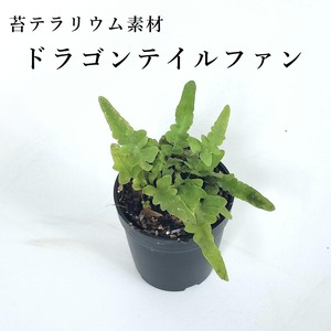 ドラゴンテイルファン（シダ植物）苔テラリウム作製用素材