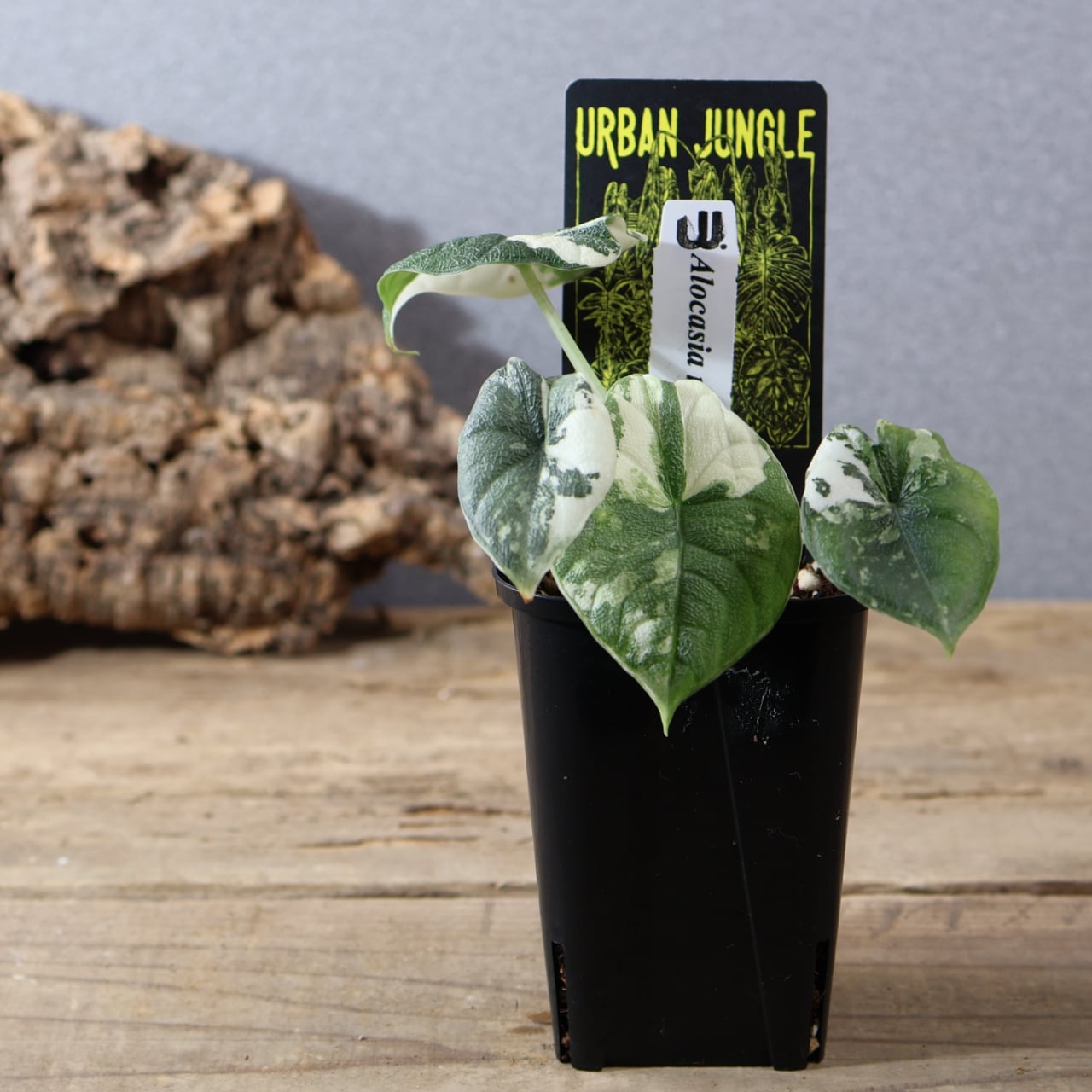 824『urban jungle アロカシア メロ アルボ バリエガータ』観葉植物
