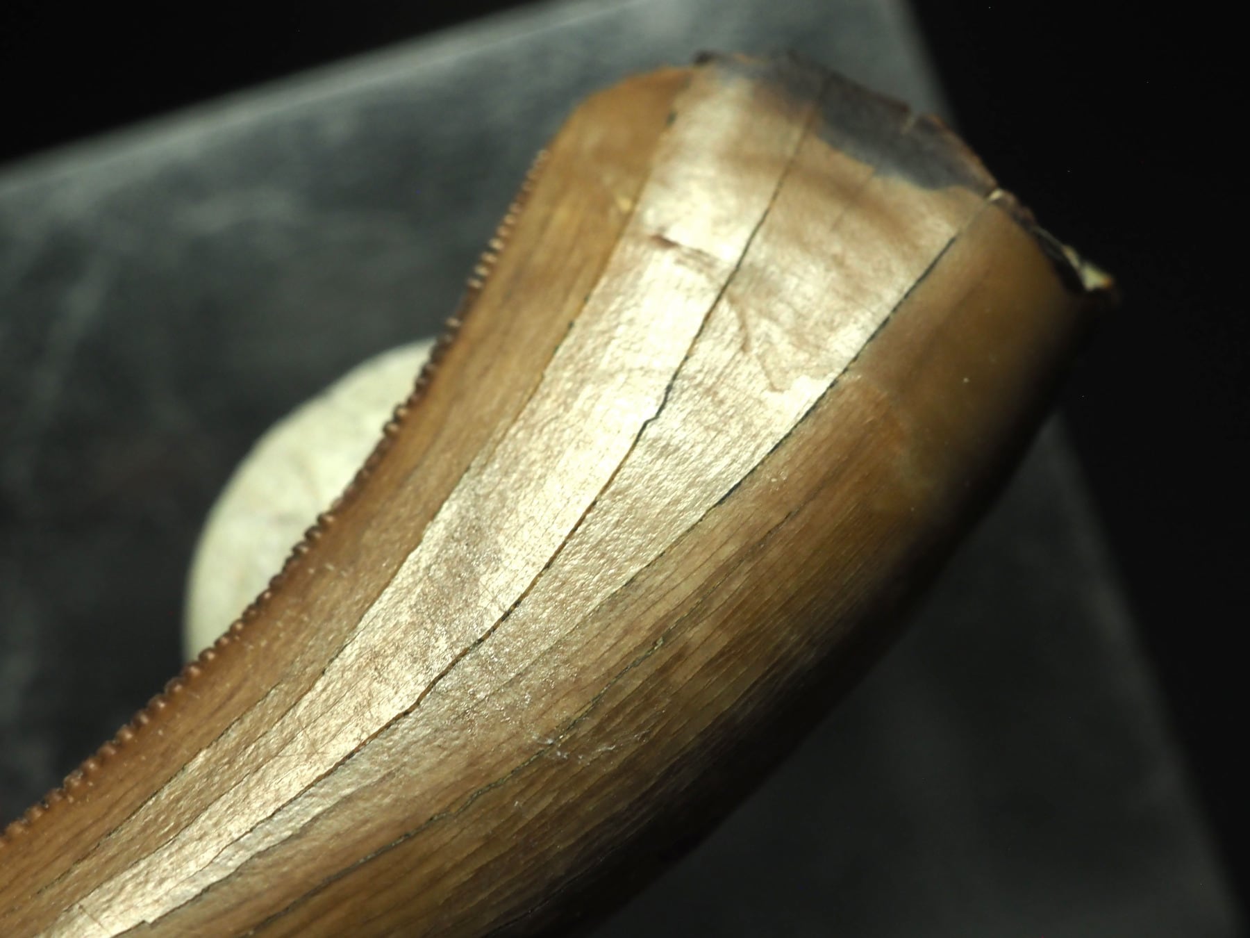 ティラノサウルスの歯（幼体）【Tyrannosaurus rex】【直線：約34.5mm