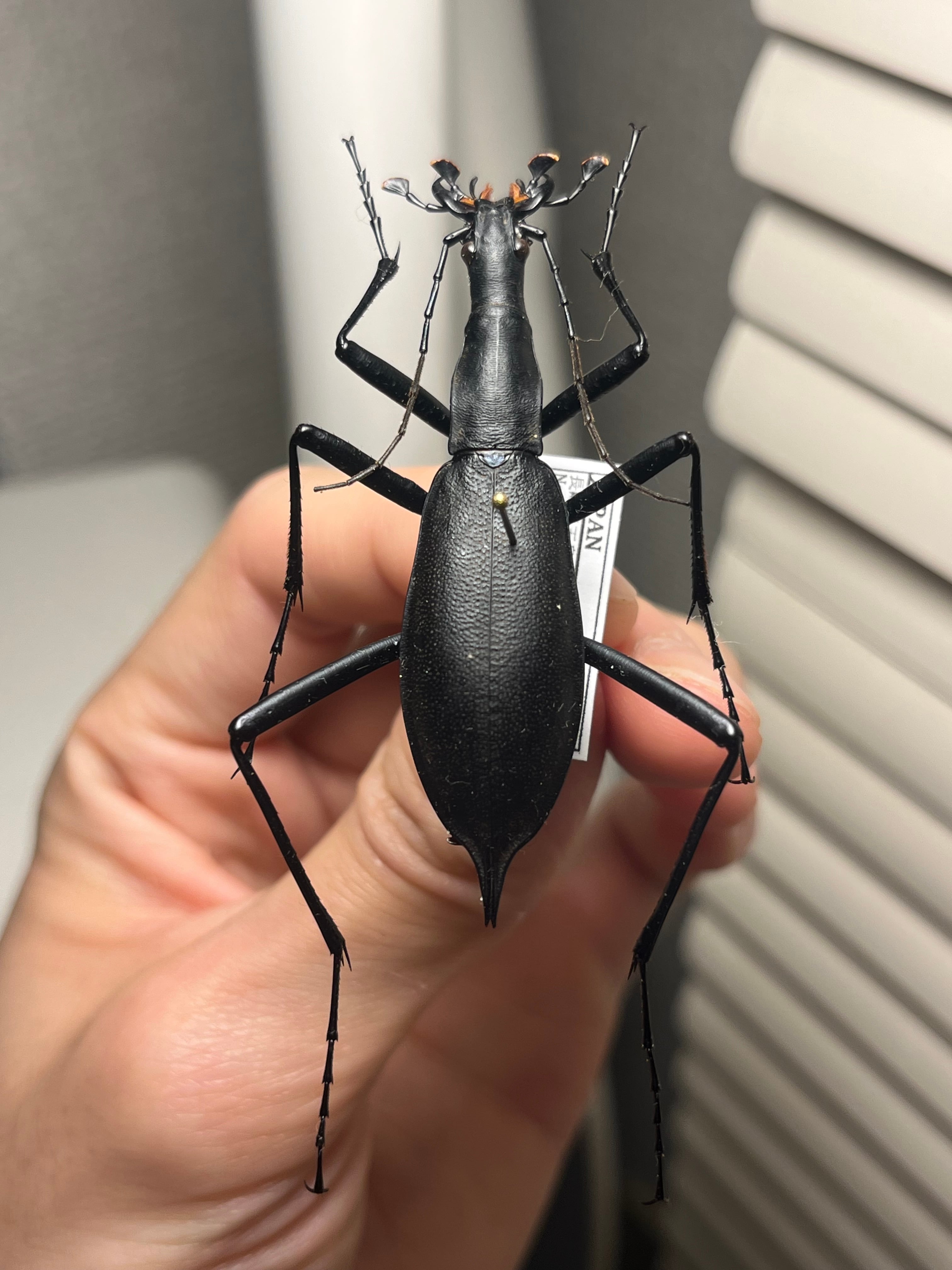 【蝸牛被最大種】フクエマイマイカブリ ホンマイマイカブリ 昆虫標本 蝸牛被最大種】フクエマイマイカブリ ホンマイマイカブリ 昆虫標本