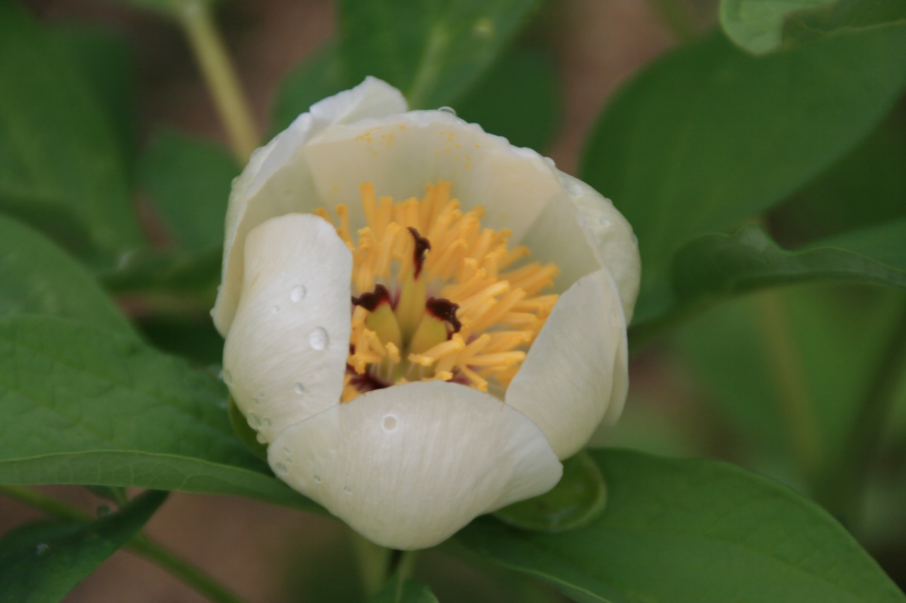 ヤマシャクヤク花芽なし(山芍薬)種蒔き苗 12cmポットの画像01