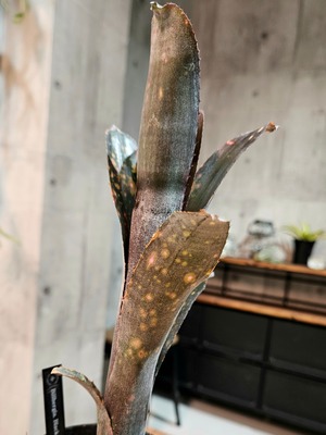 Billbergia Black beauty 【artPLANTs/PLANTS GARAGE】ビルベルギア/タンクブロメリア
