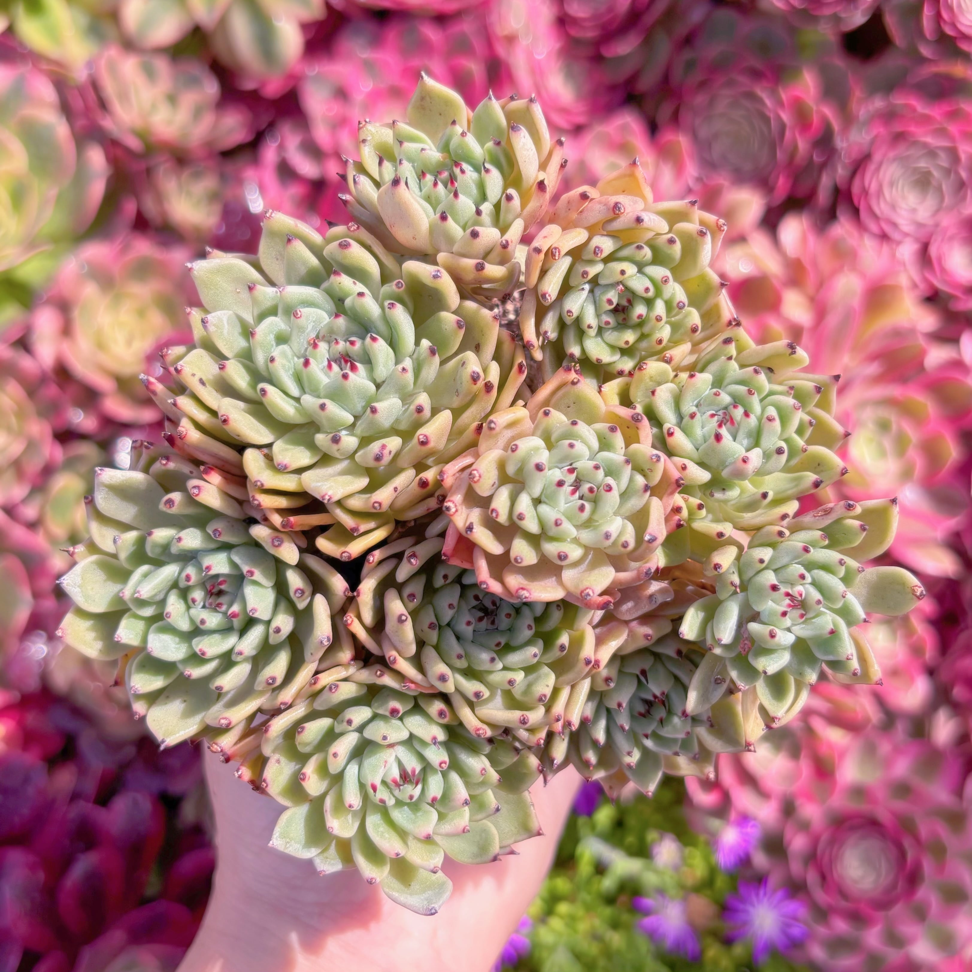多肉植物　ピンクザラゴーサ　群生　新入荷　るる農園