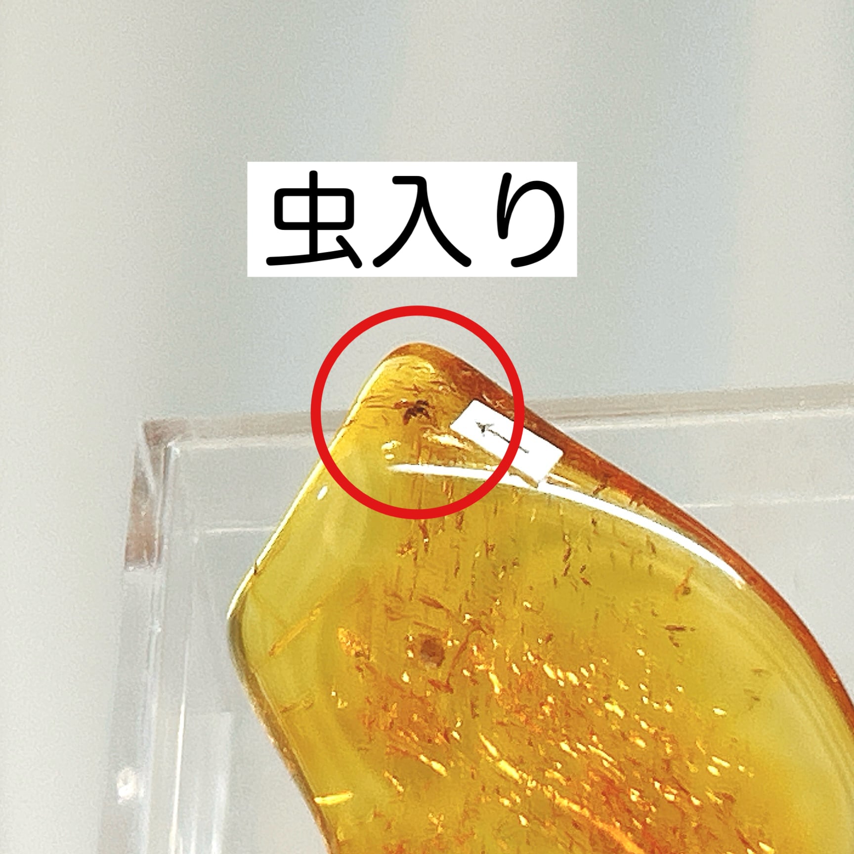 化石]琥珀・アンバー | クリスタル・ワールド御徒町店