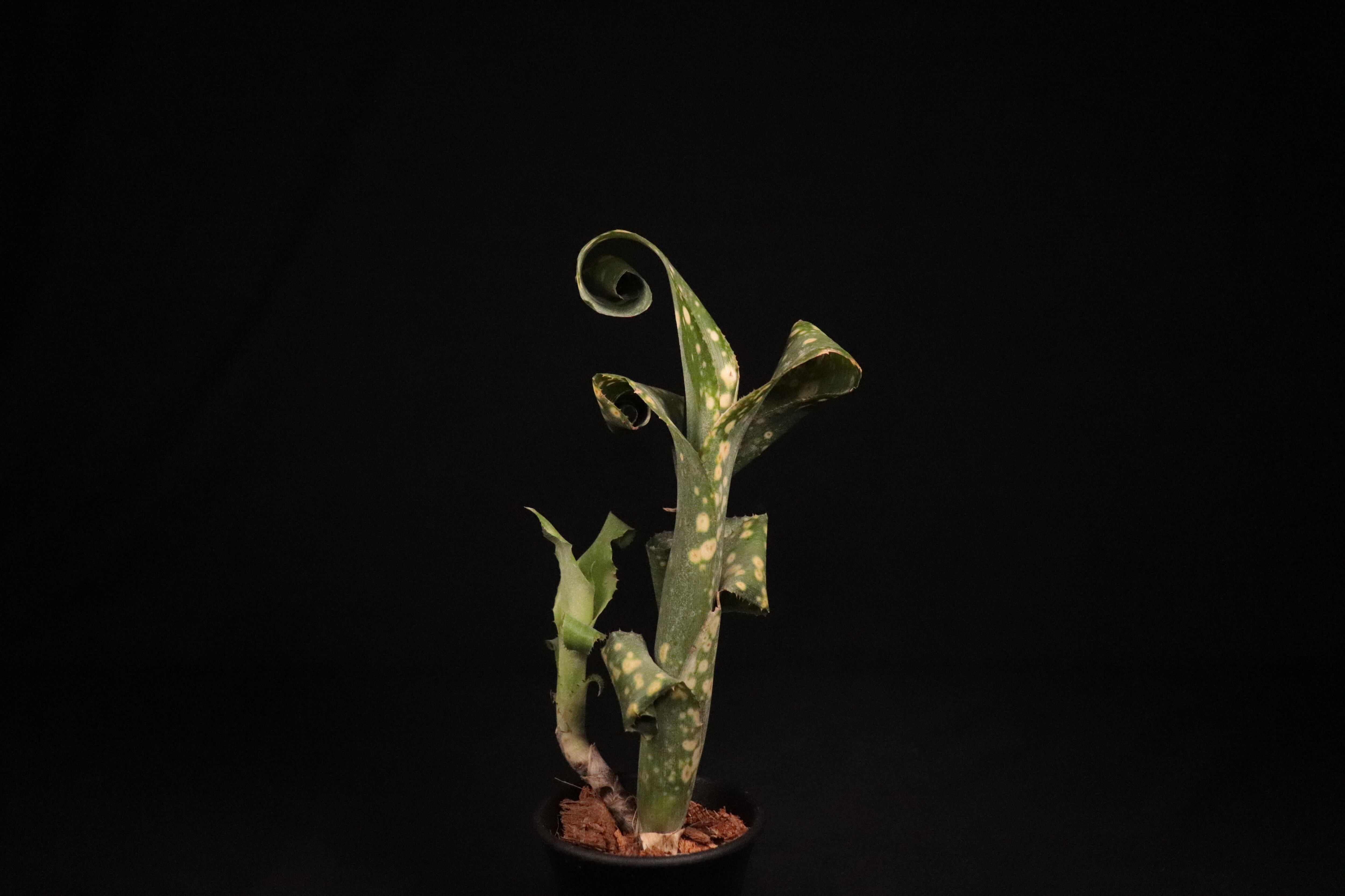 送料無料】Billbergia leptopoda〔ビルベルギア〕現品発送B0076