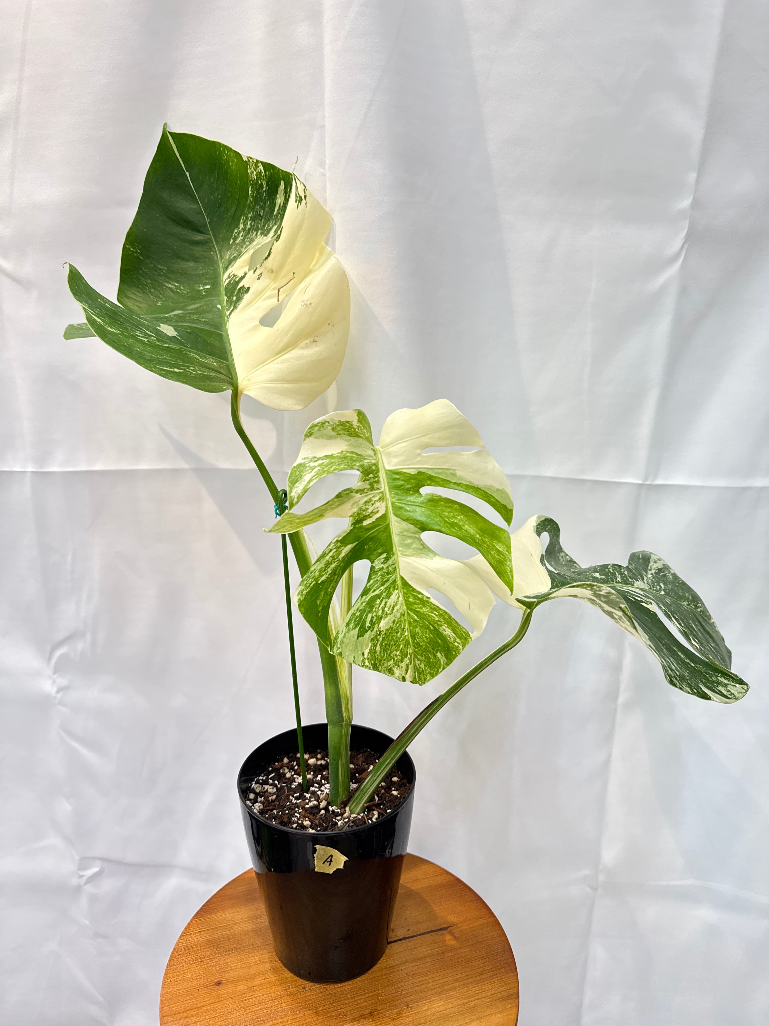 A) モンステラ ボルシギアナ アルボ バリエガータ