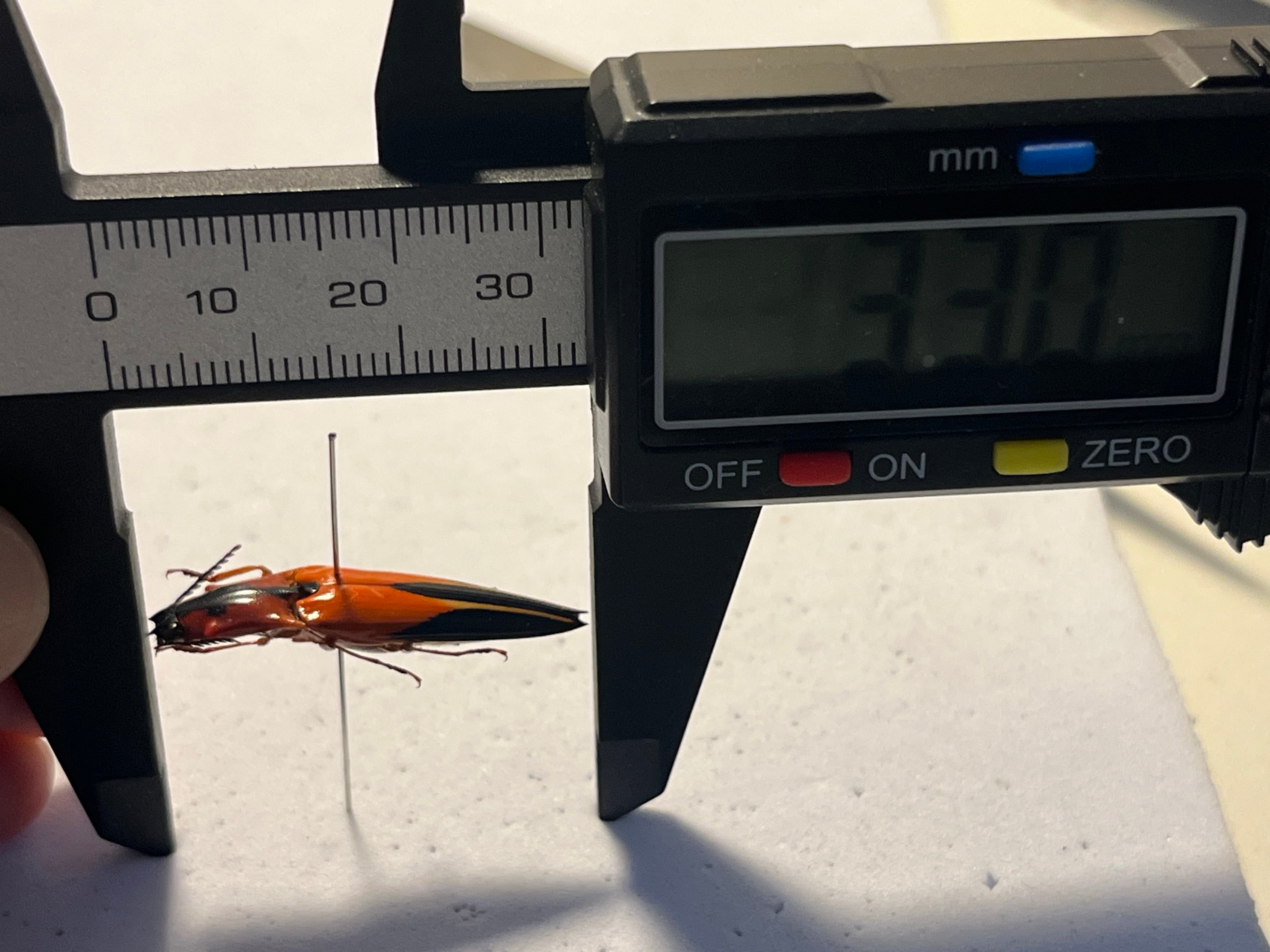 【32mm】フェラーリコメツキムシ アングラトゥスミカドコメツキムシ甲虫昆虫標本 32mm】フェラーリコメツキムシ アングラトゥスミカドコメツキムシ 甲虫