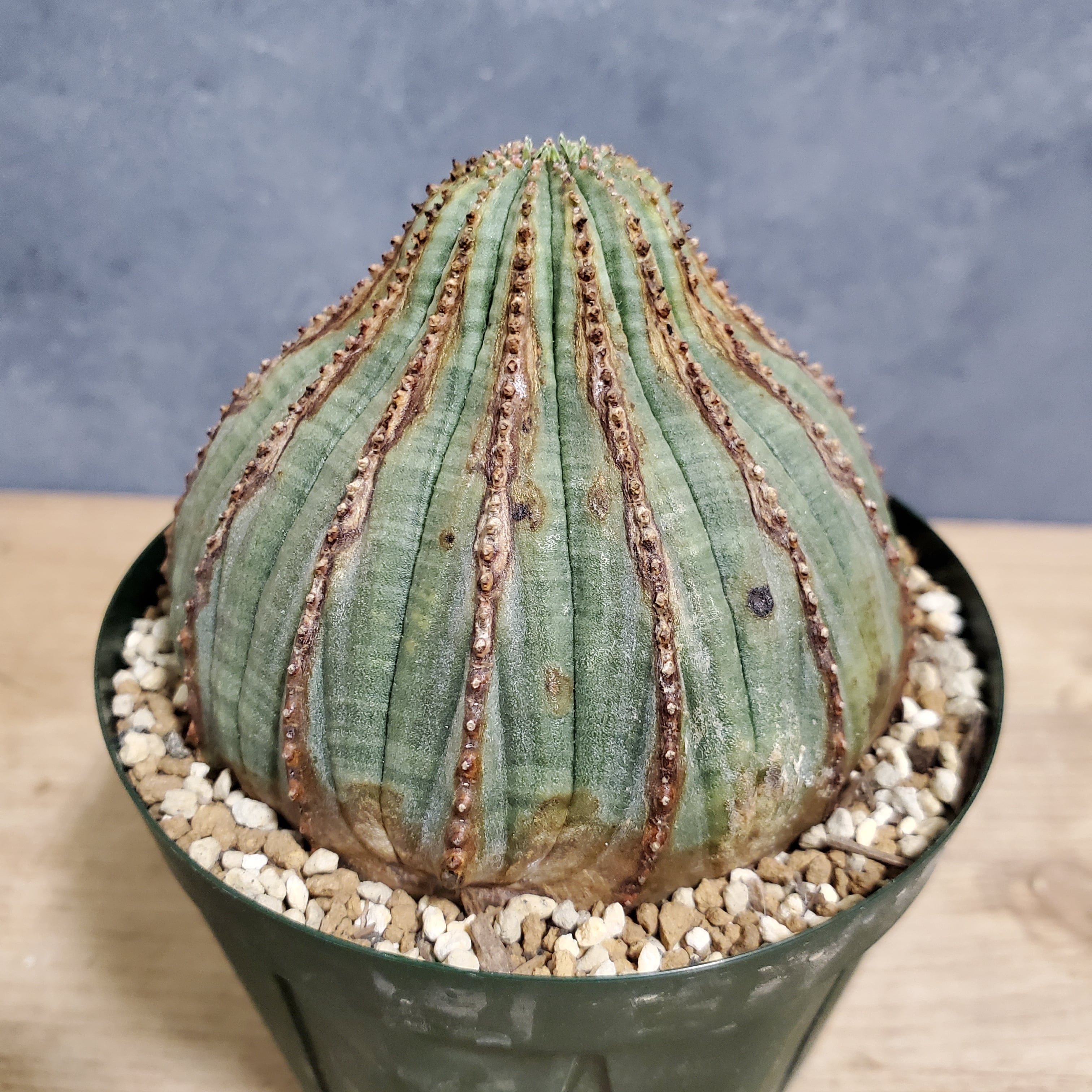 多稜大株】多稜タイプ 13稜!Euphorbia Obesa ユーフォルビア 多稜大株】多稜タイプ 13稜!Euphorbia Obesa ユーフォルビア