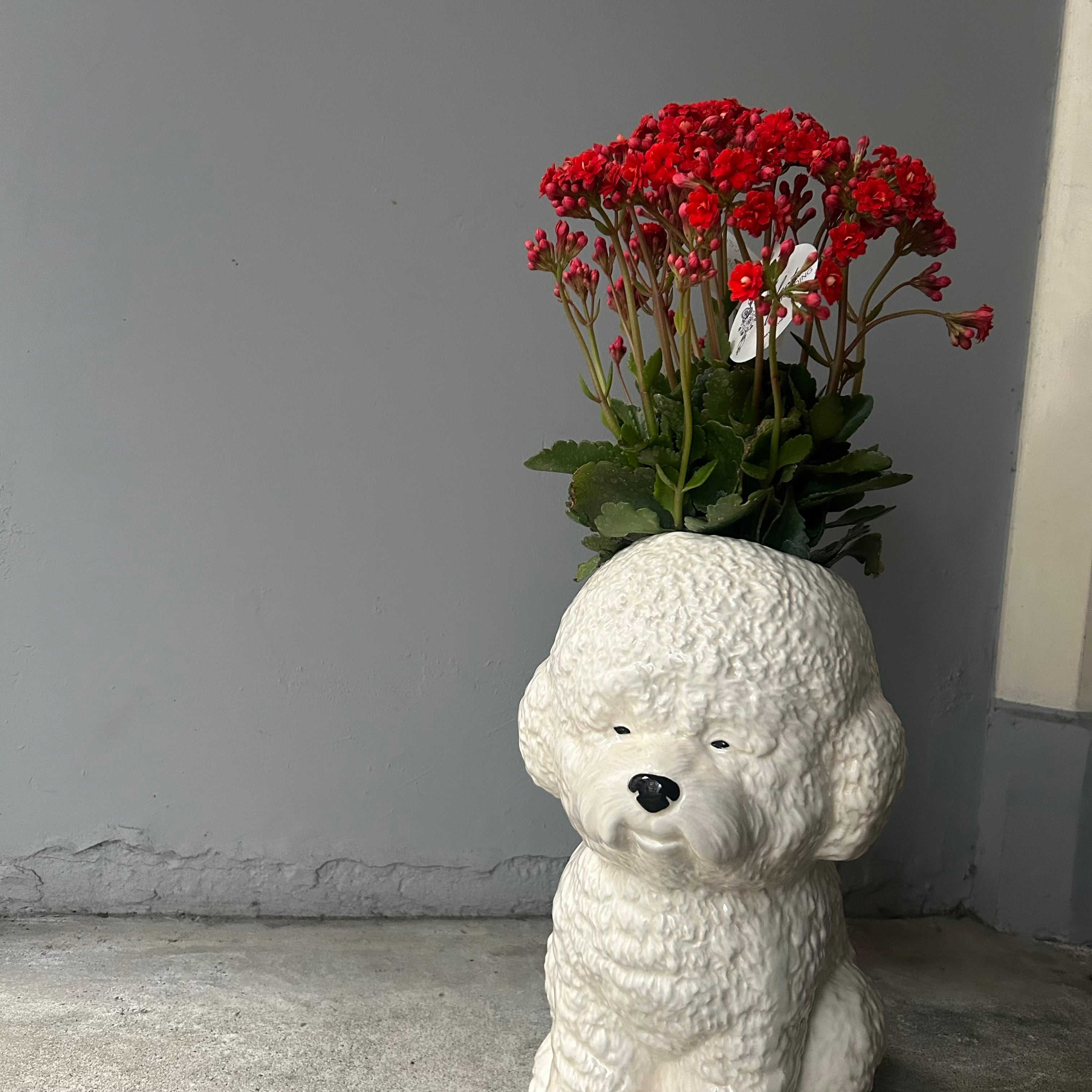 ビションフリーゼ トイプードル 大きな花瓶 | ハルカゼフラワー