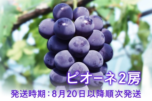 岡山県産 ニューピオーネ｜2房入り
