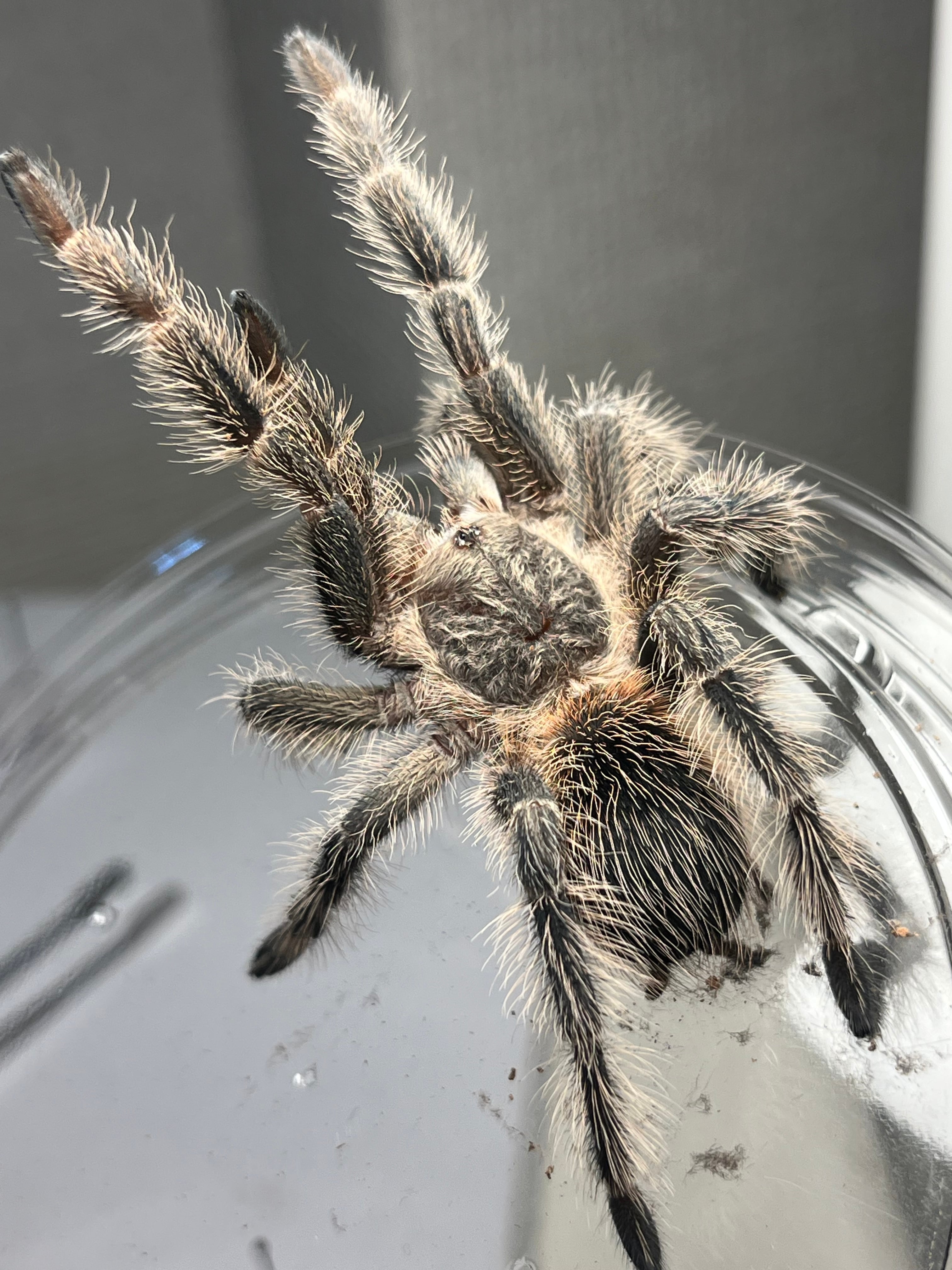 温顔巻翅】マキバネコロギス 標本バッタ キリギリスコロギスリオック直