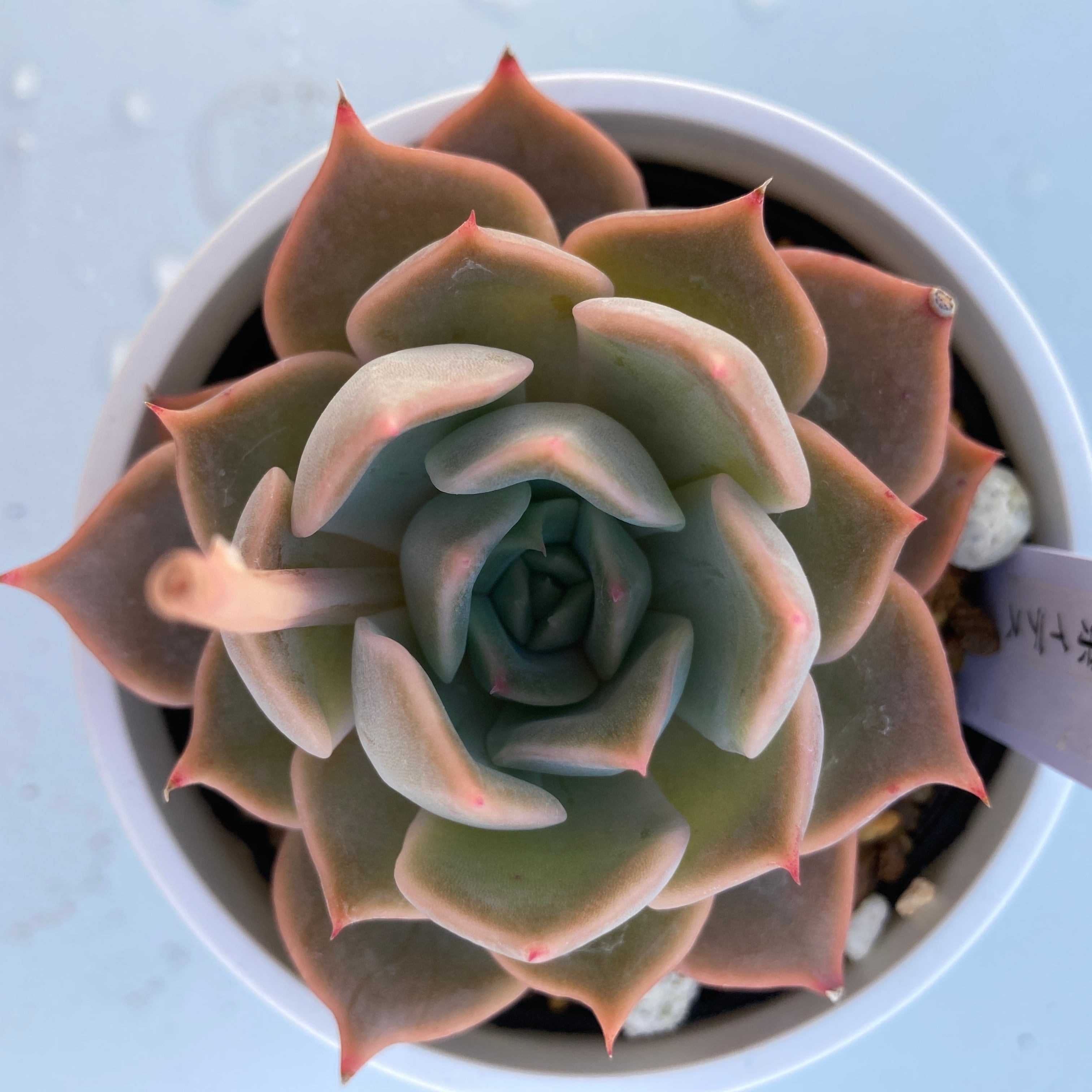 現物商品】リラシナ × アガボイデス | 多肉植物研究所
